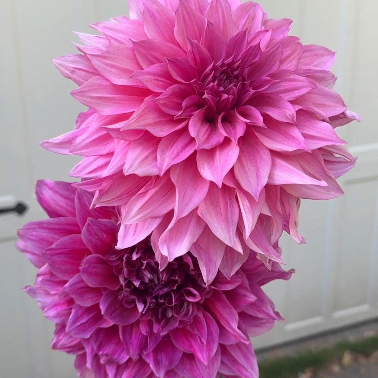 Dinnerplate Dahlias: Giant Varieties I Grow That Make People Stop and Stare