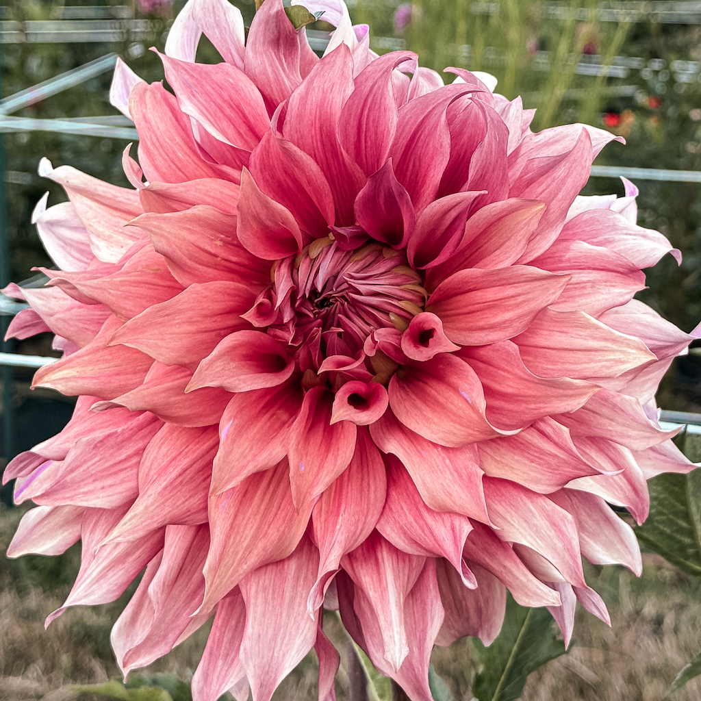 Best Dahlias for Beginners and Cut Flower Gardens