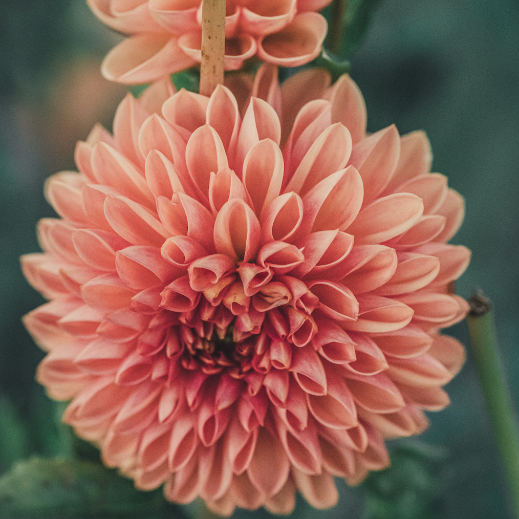 Dahlias I Recommend for Flower Farmers Who Want to Make Money from Cut Stems