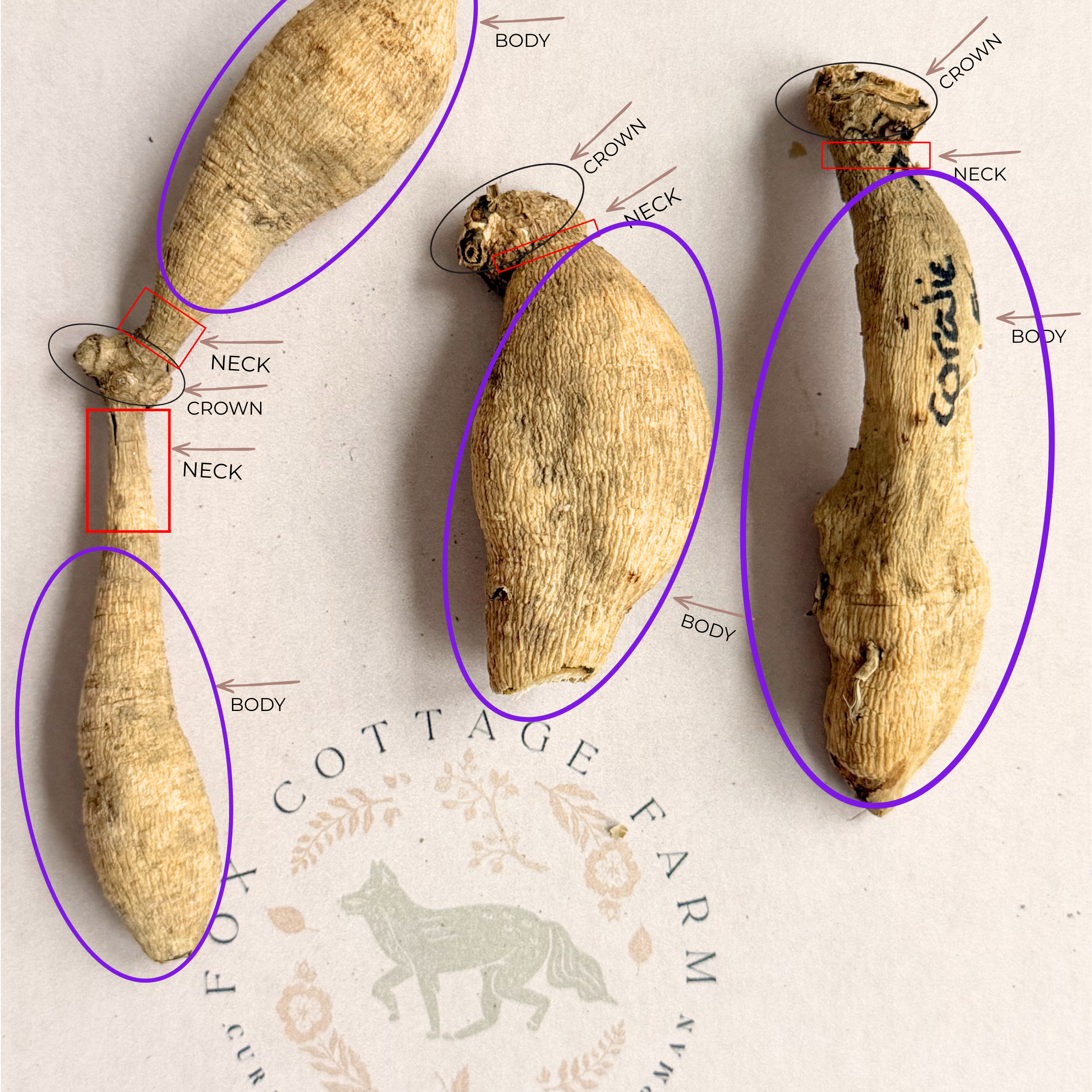 How to Inspect Dahlia Tubers When They Arrive (What’s Normal & What’s Not)