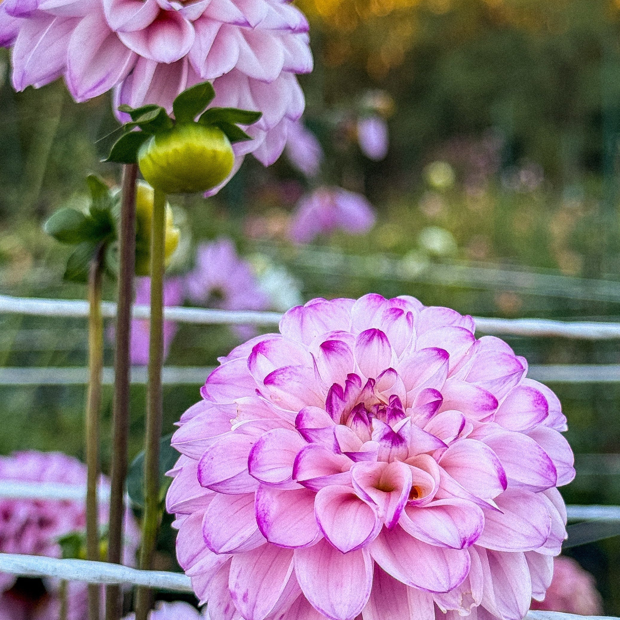 Your Dahlia Tubers Have Arrived — What to Do First
