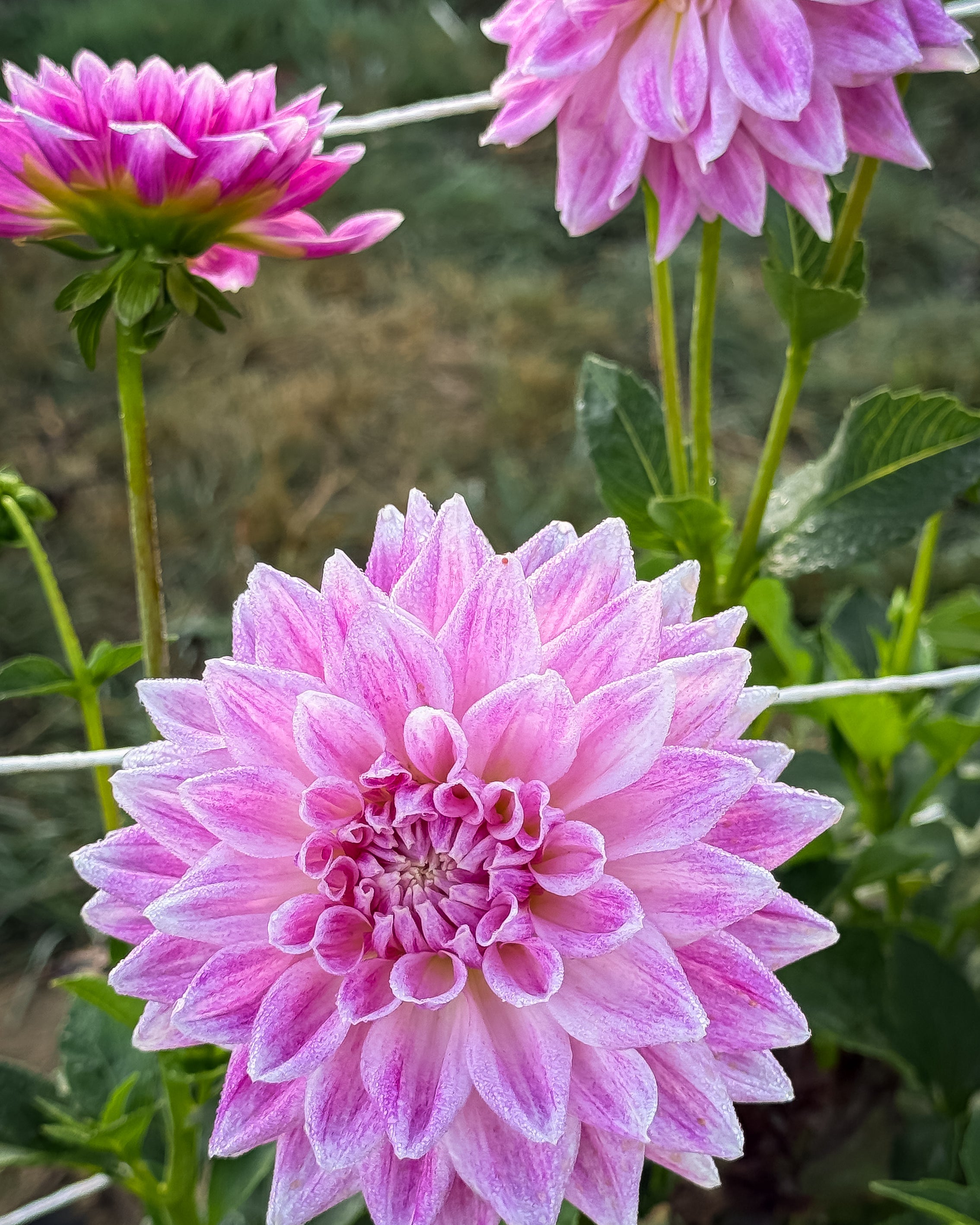 Close-up of three pink dahlias with green leaves in the background