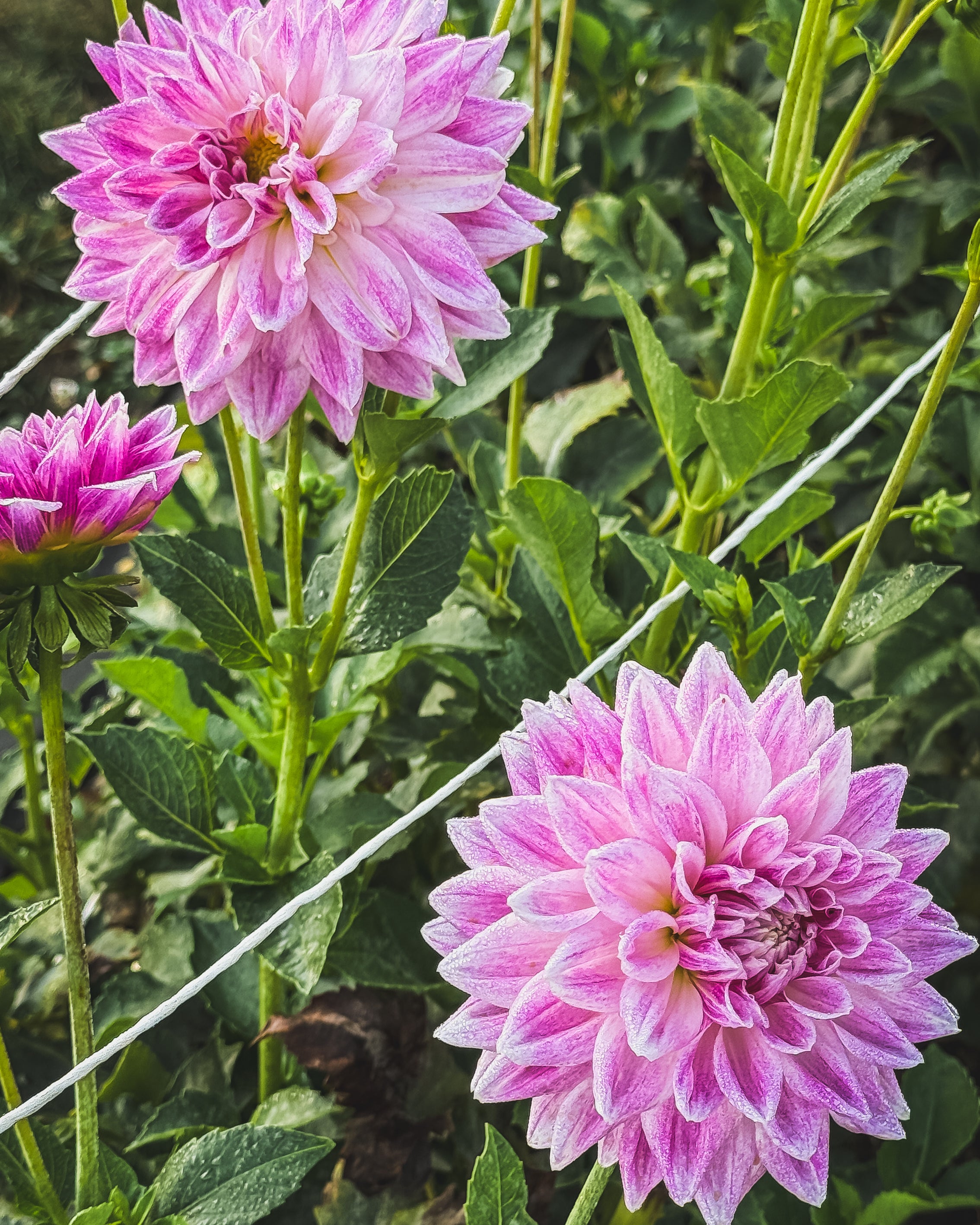Pink dahlias with green leaves in a garden setting