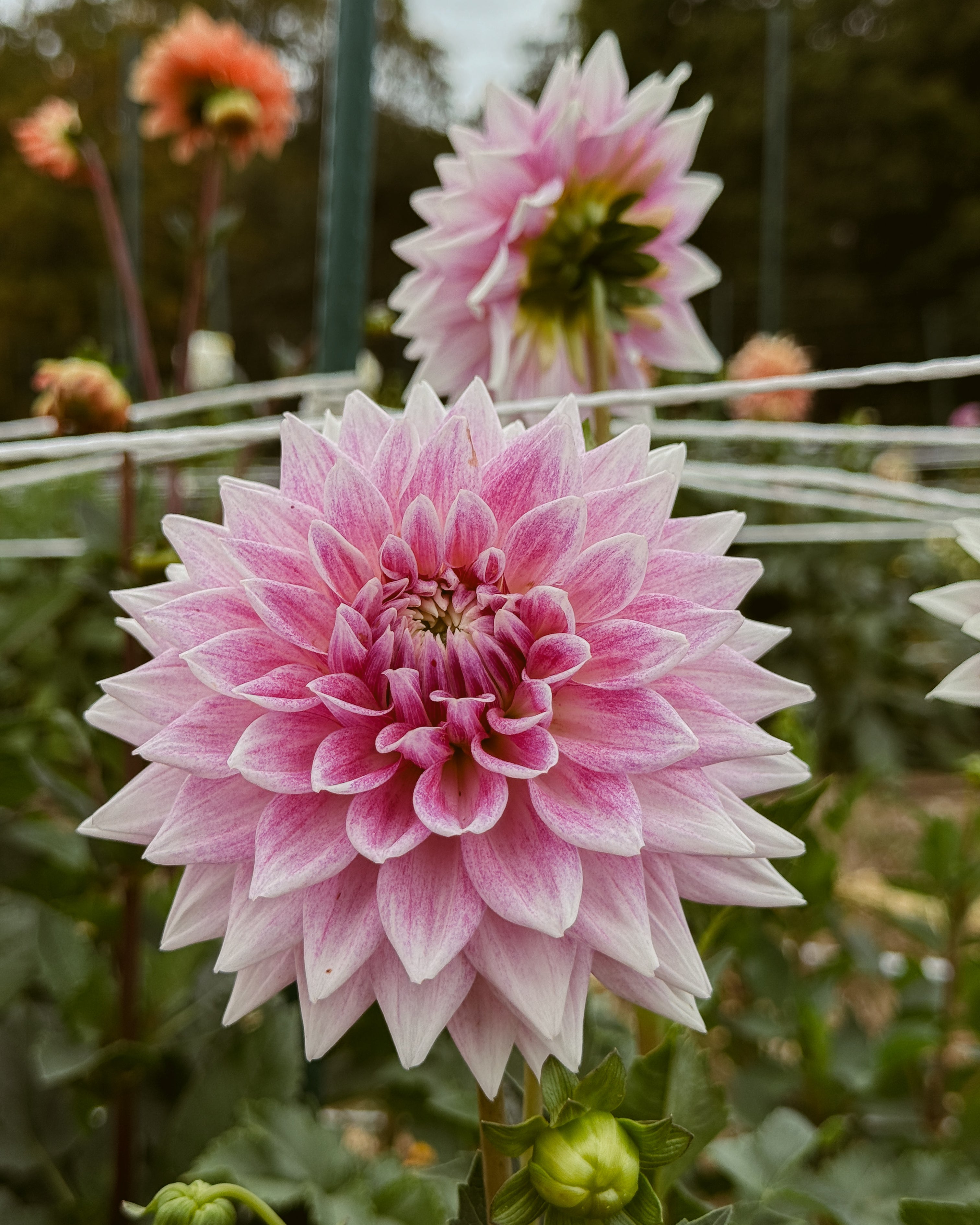 Close-up of a pink dahlia flower with blurred background