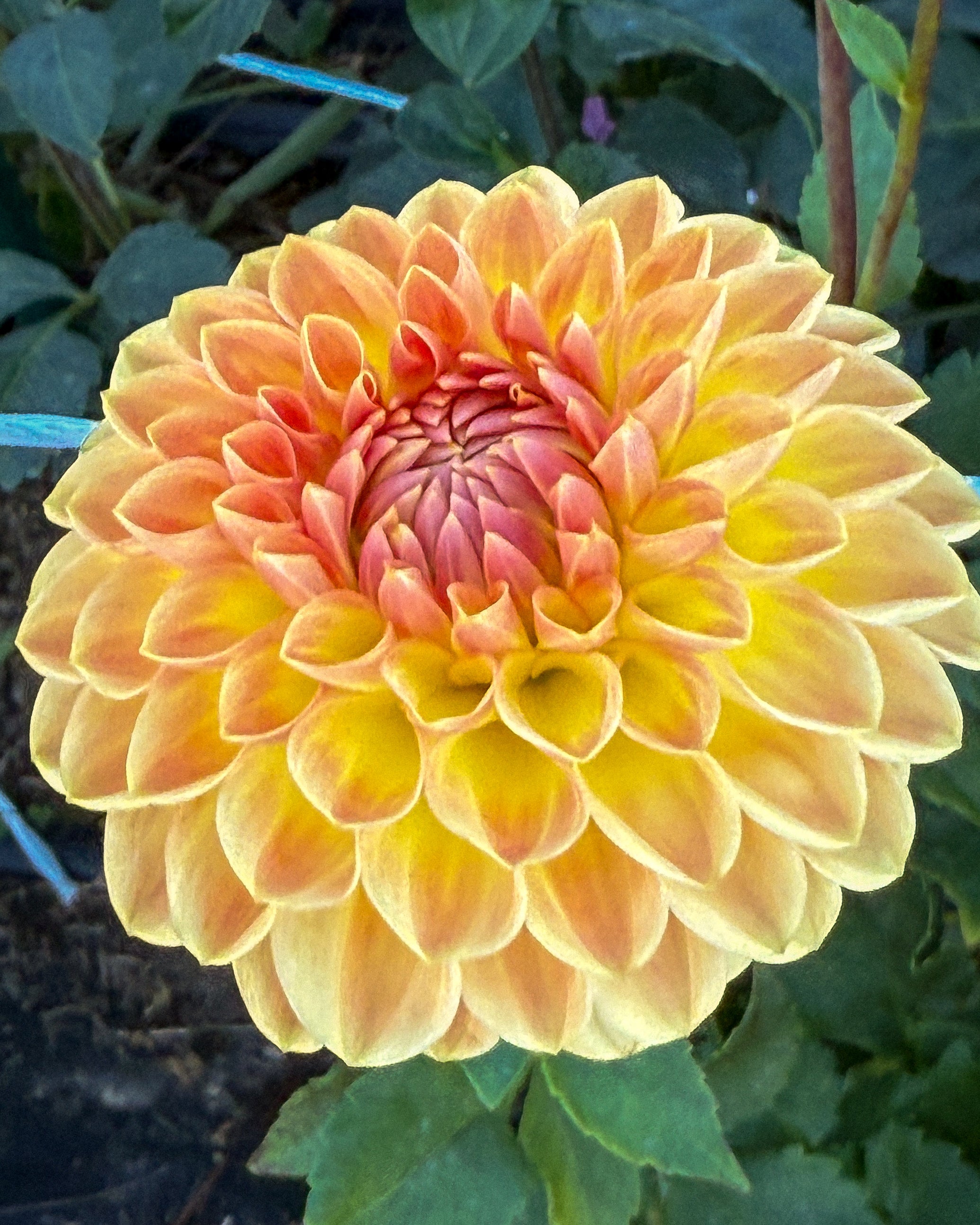 Yellow flower with a green background