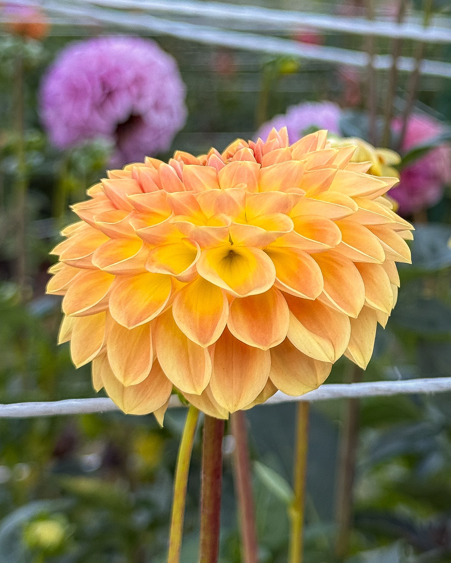 Yellow flower with a blurred garden background