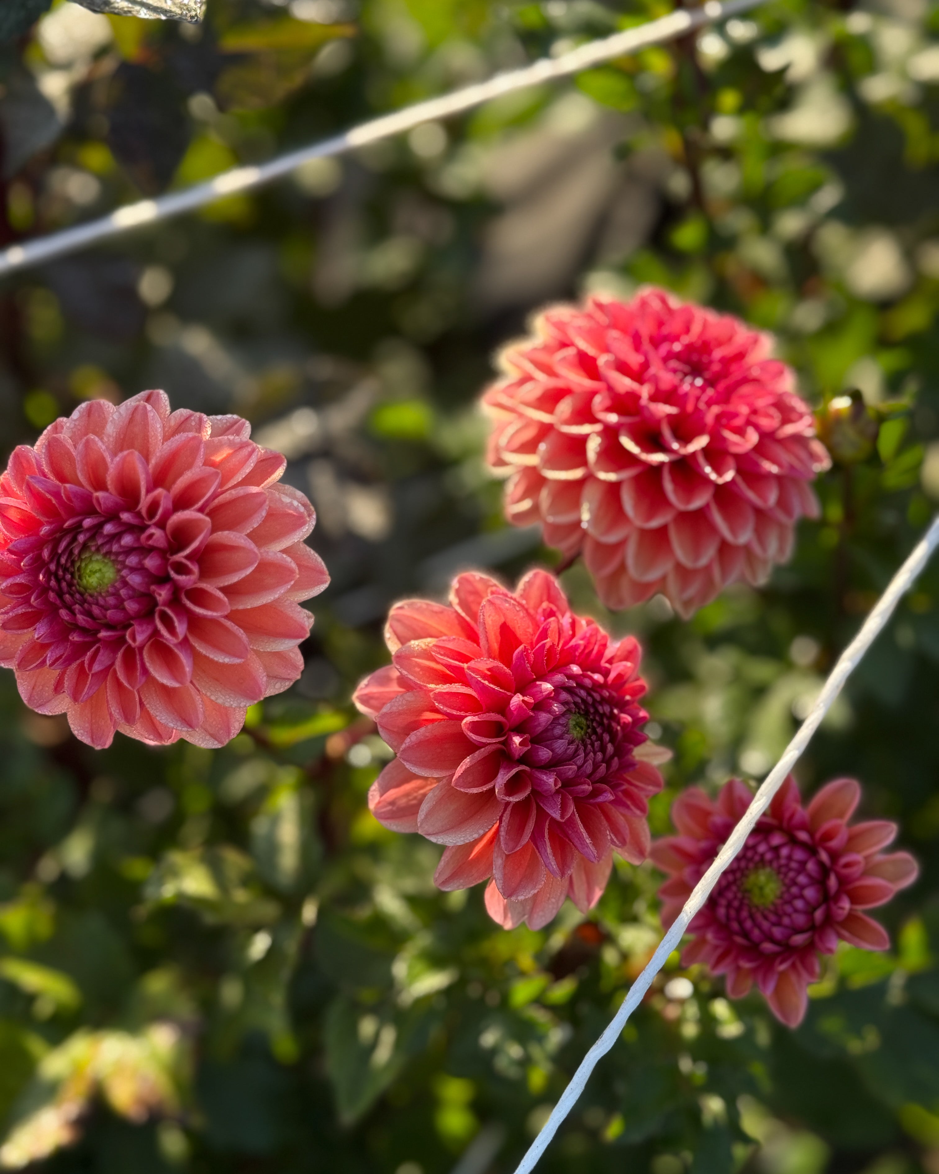 Pink dahlias with green leaves in a garden setting