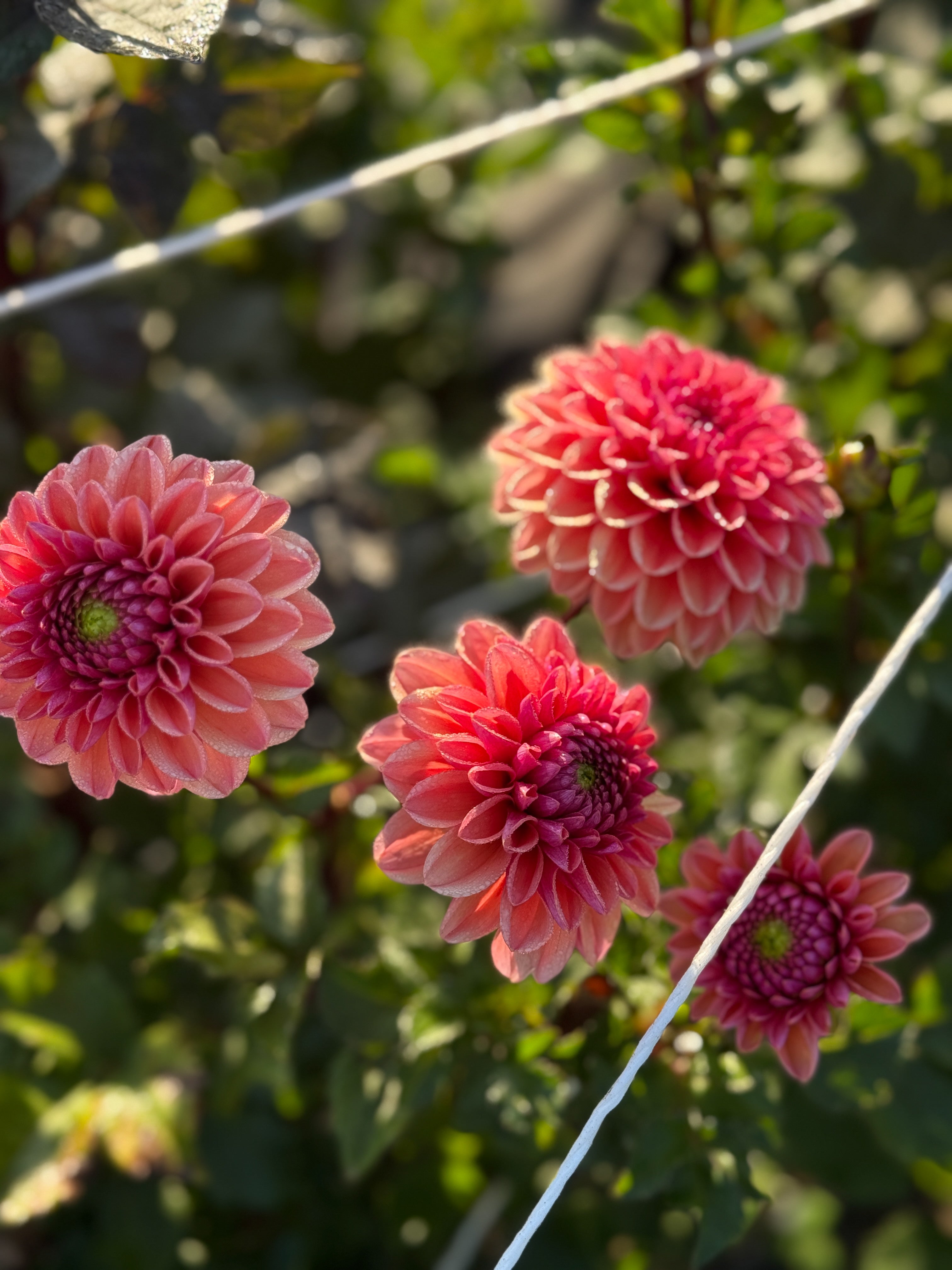 Pink dahlias with green leaves in a garden setting