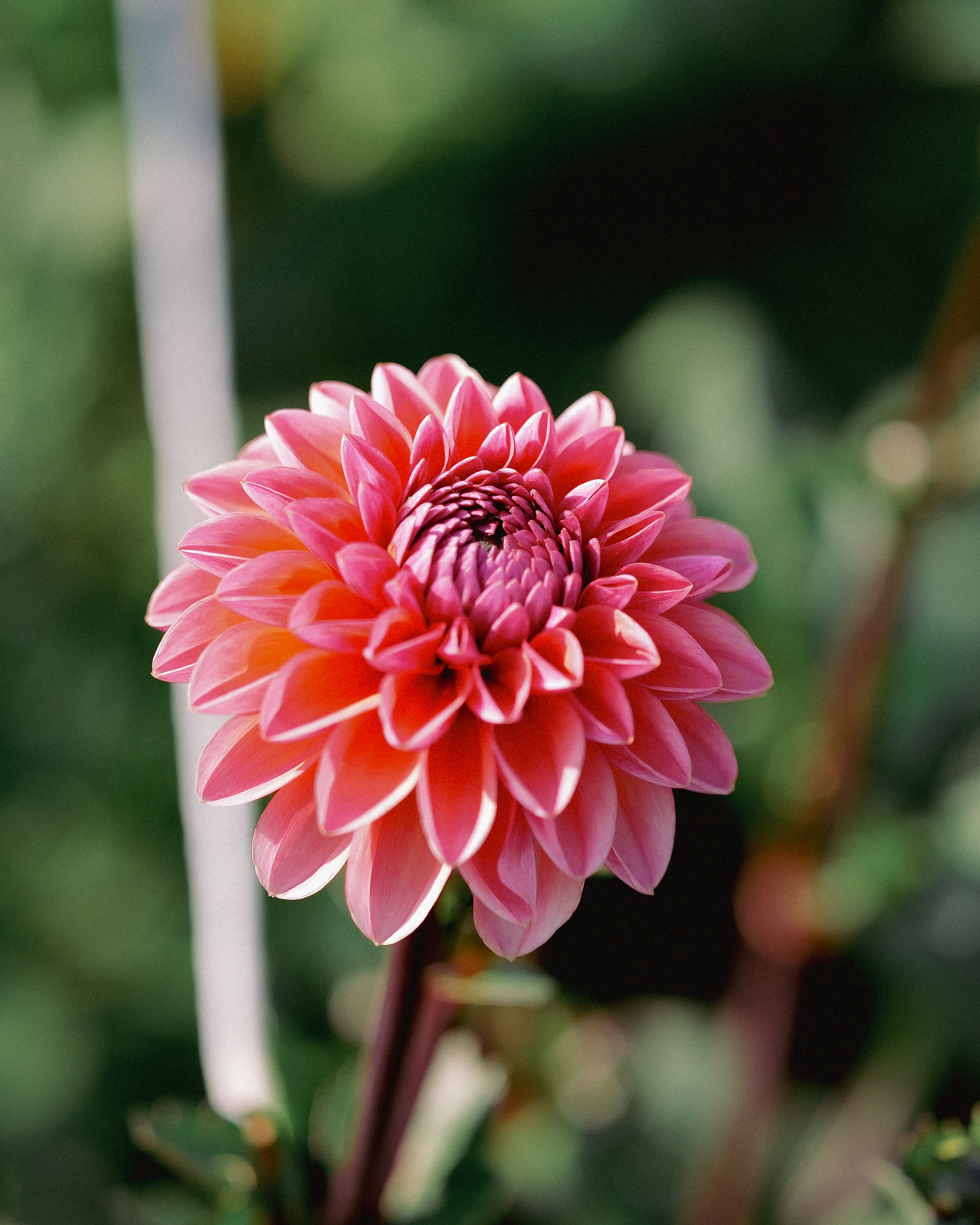 Pink flower with a blurred green background