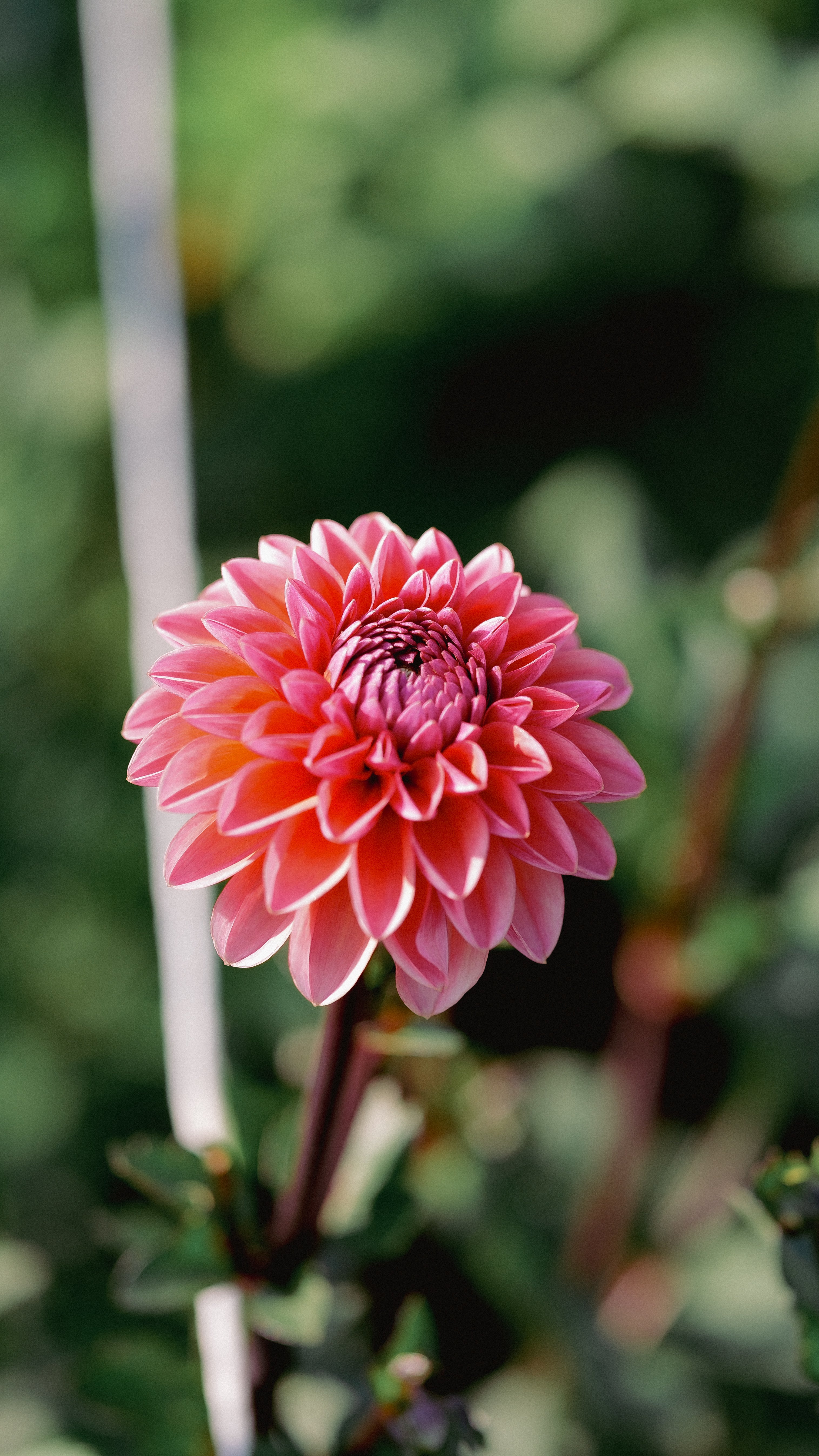 Pink flower with a blurred green background