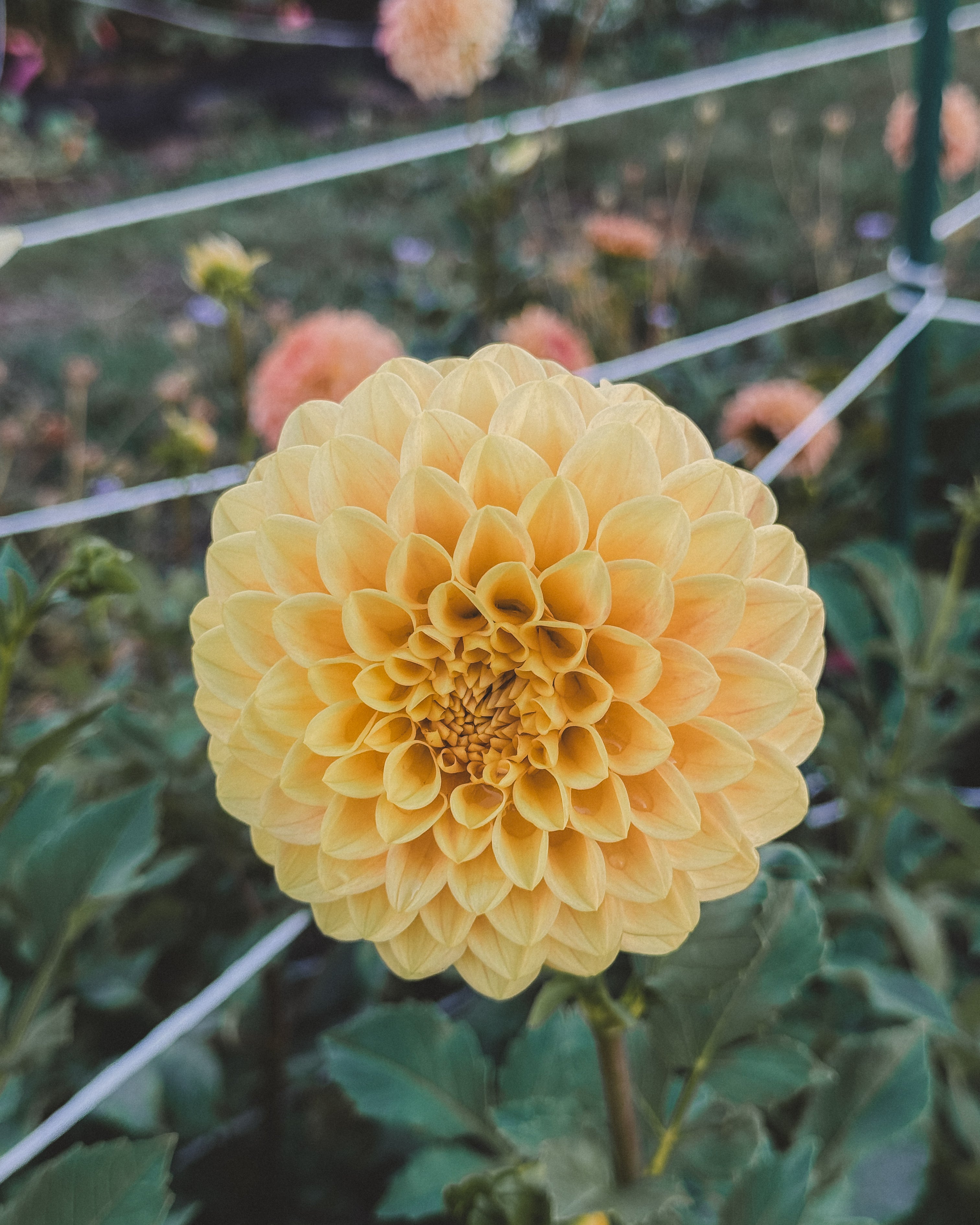 Yellow flower in a garden setting with blurred background