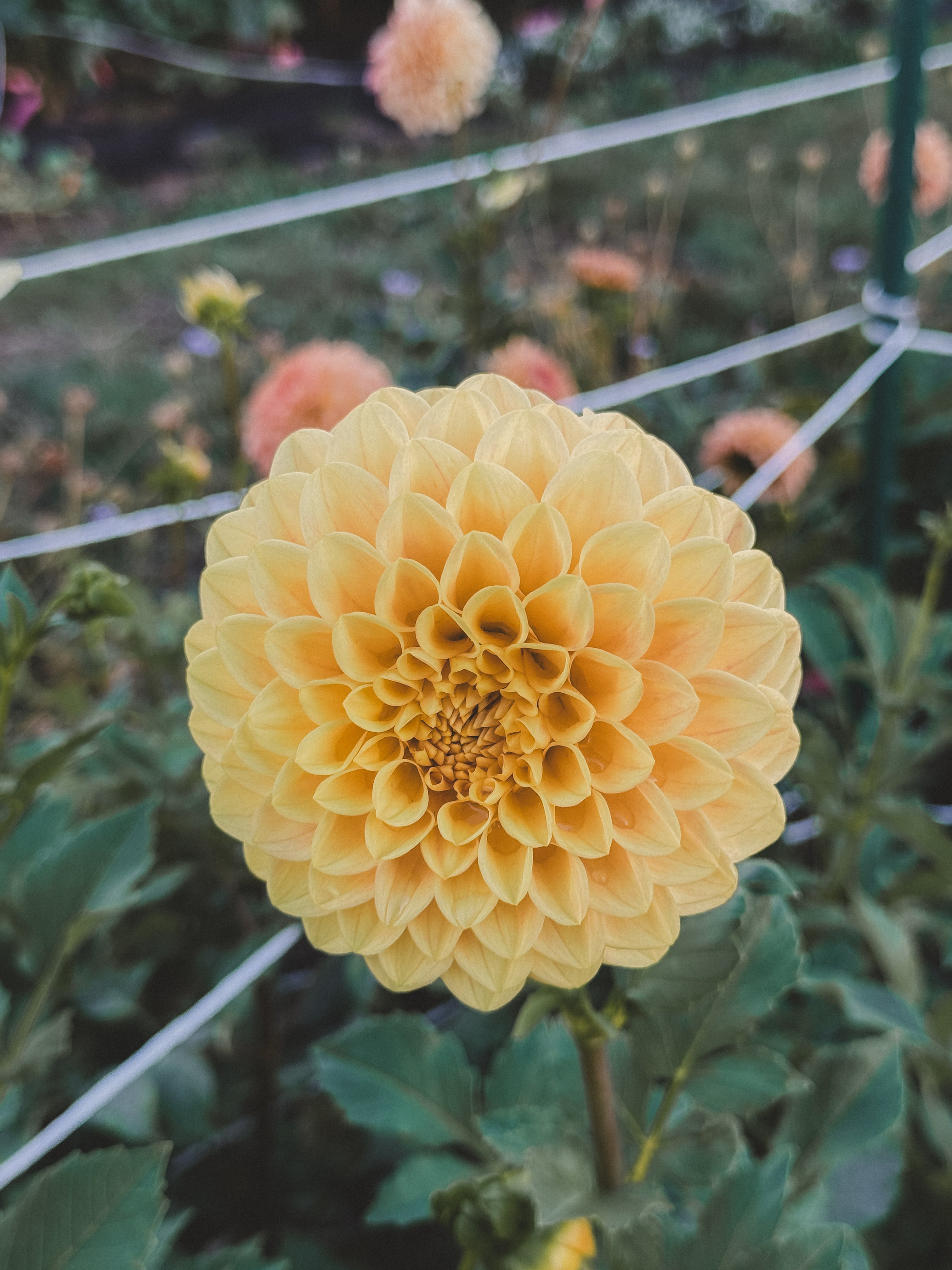 Yellow flower in a garden setting with blurred background