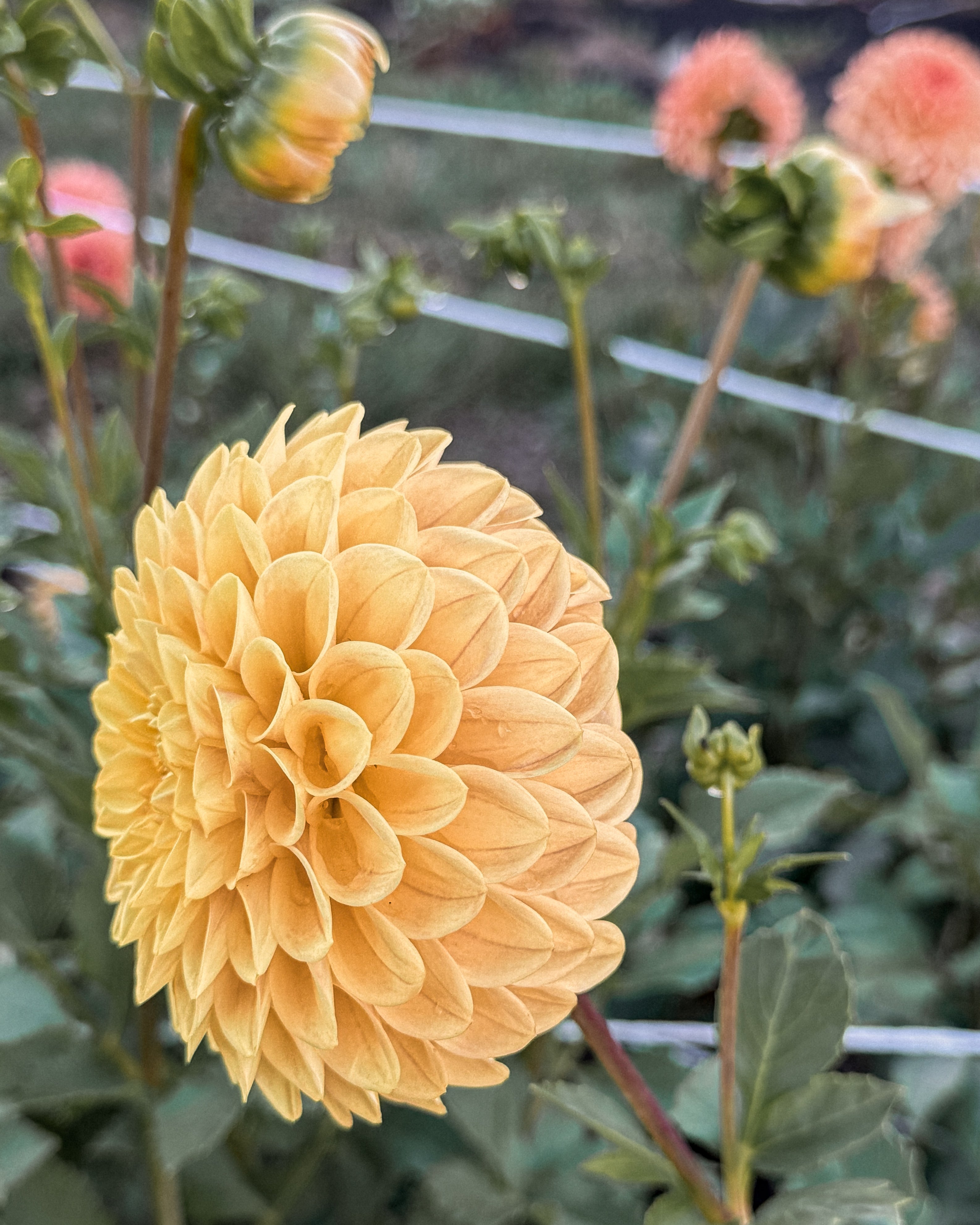 Yellow flower with green leaves and stems in a garden setting