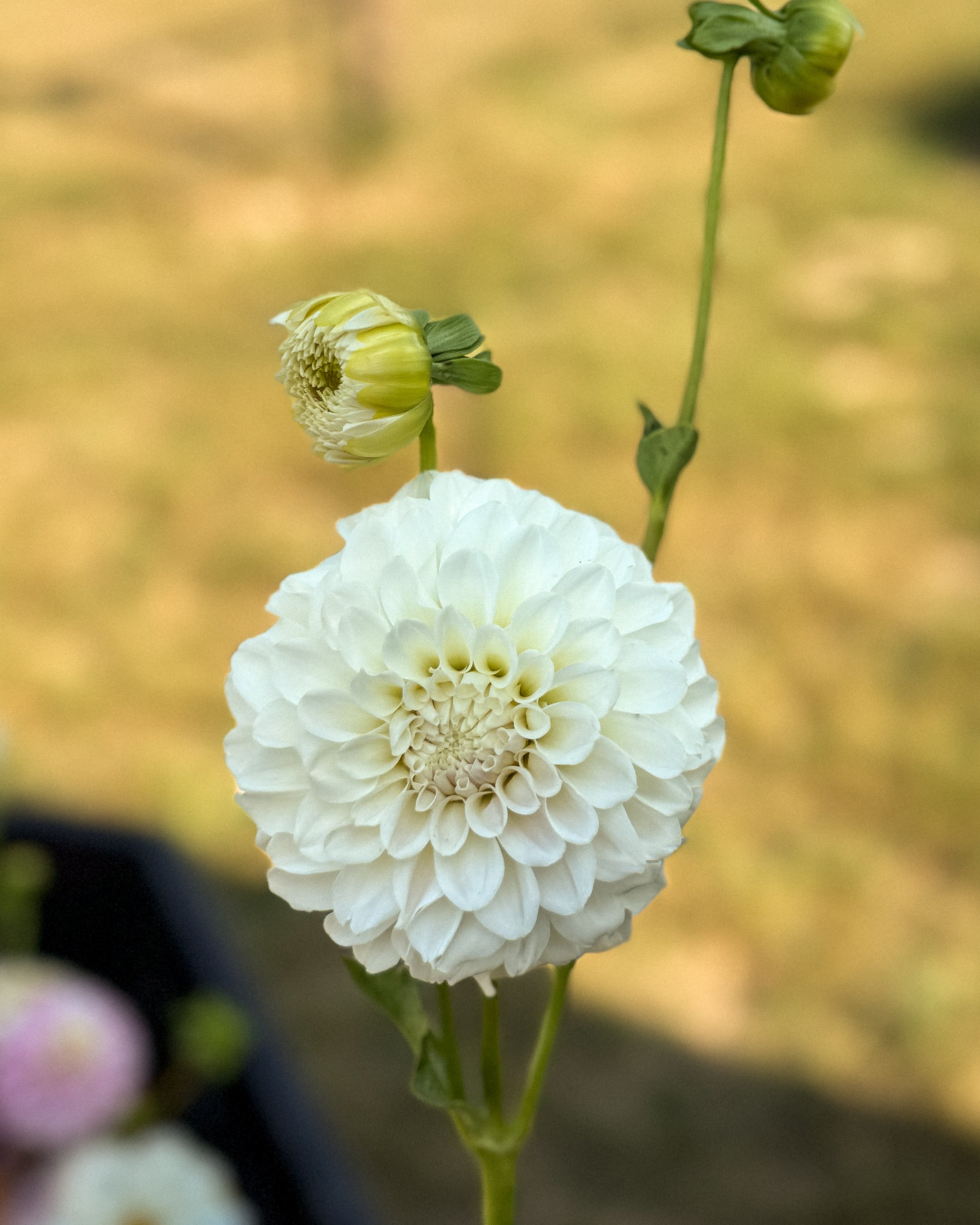 Close-up of a white flower with a blurred natural background
