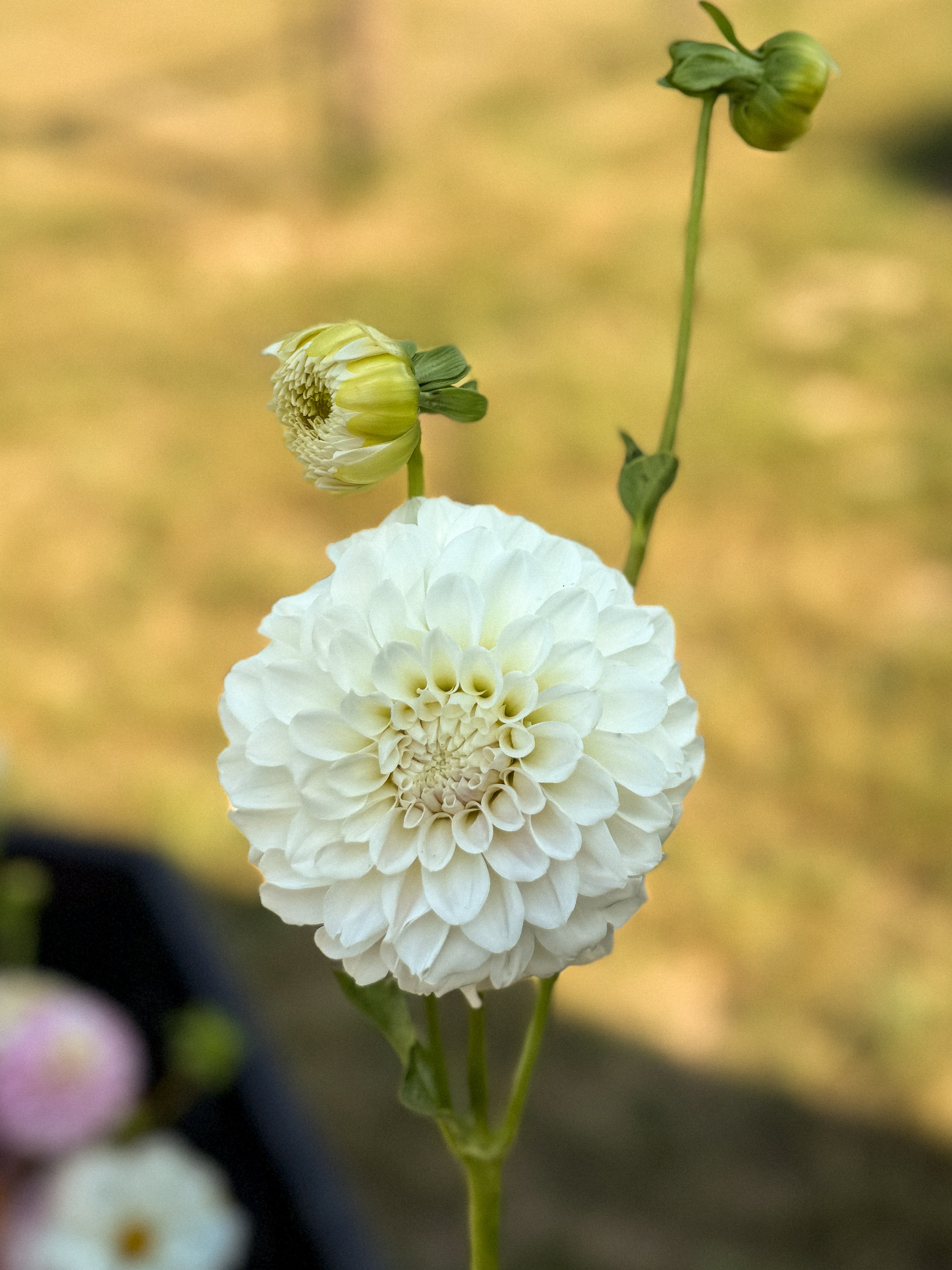 Close-up of a white flower with a blurred natural background