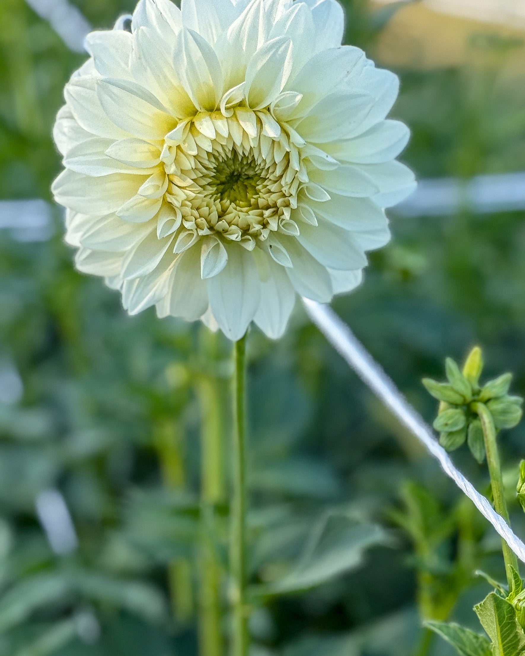 Light green flower with a blurred green background