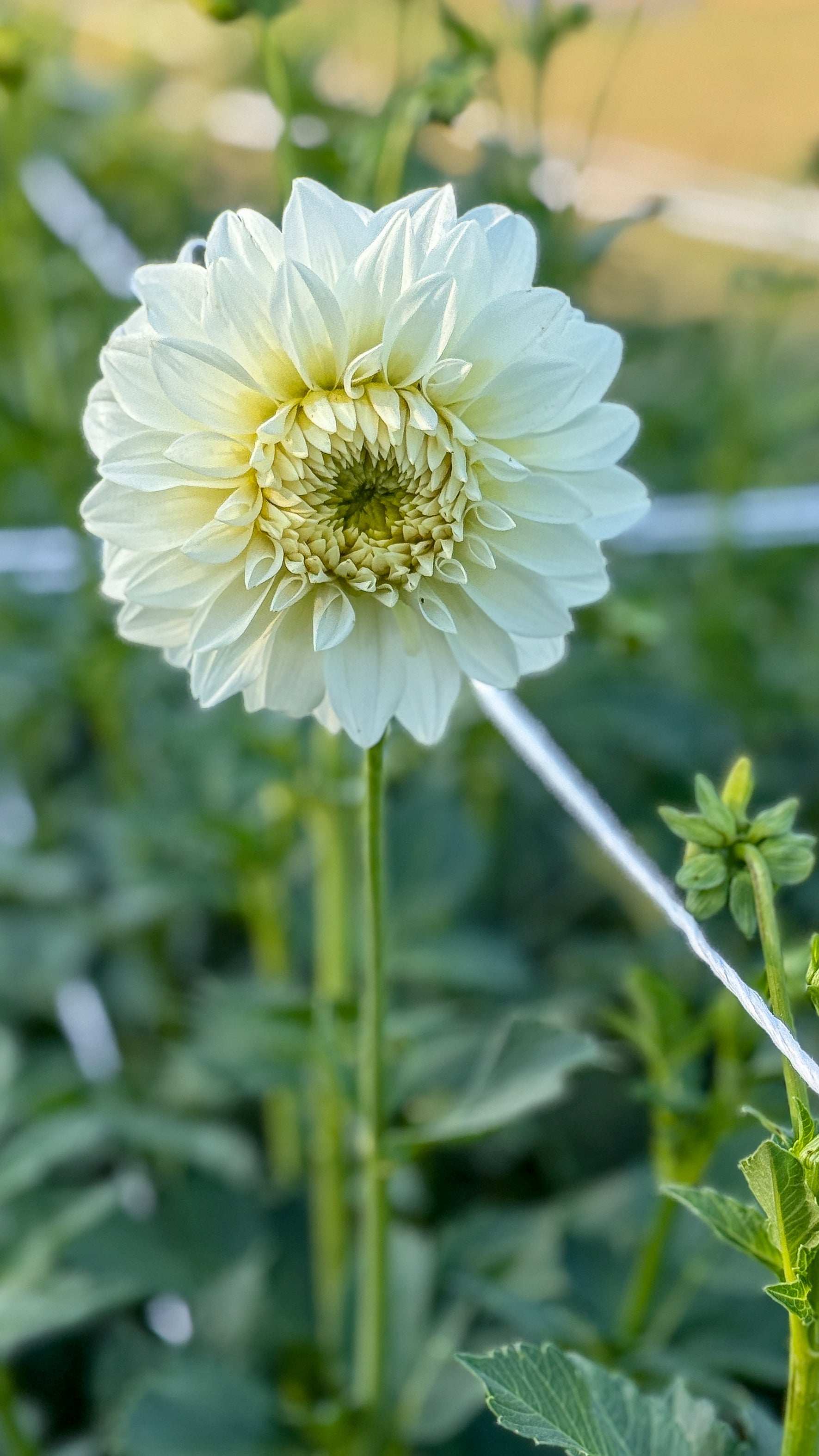 Light green flower with a blurred green background