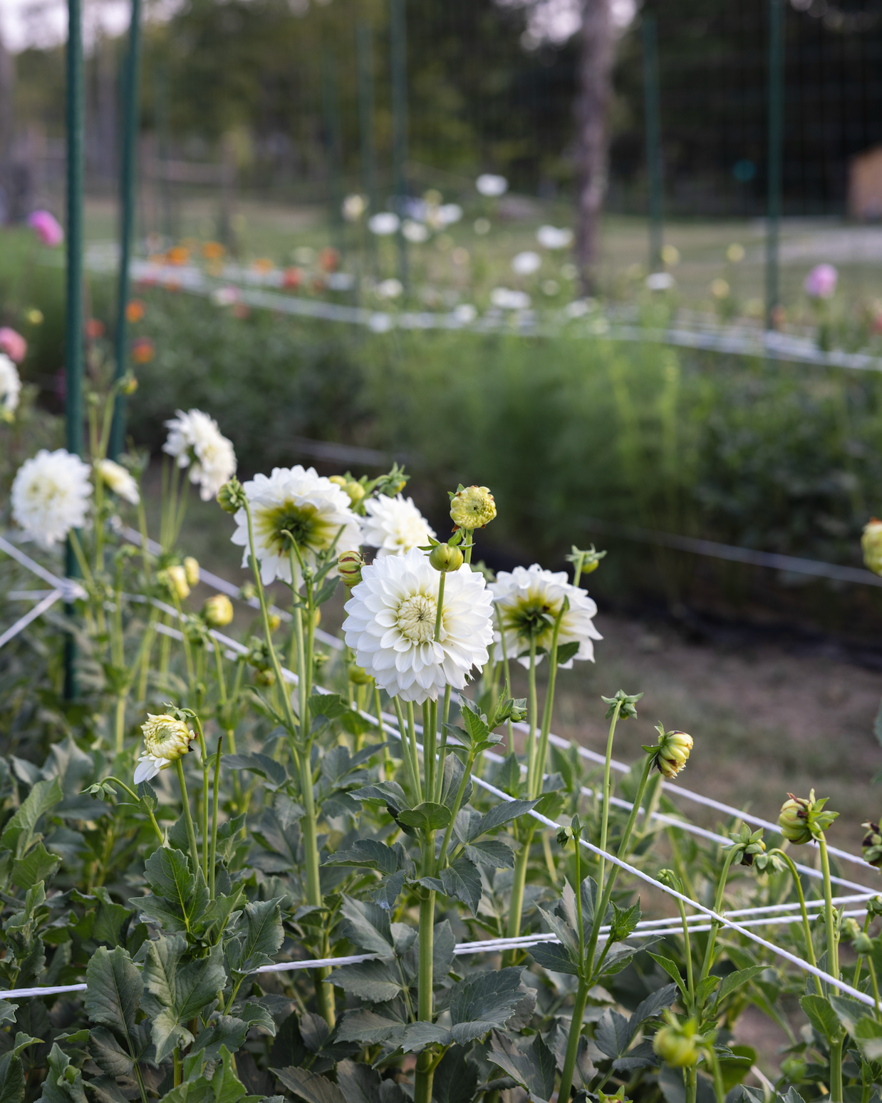 White flowers in a garden setting with blurred background