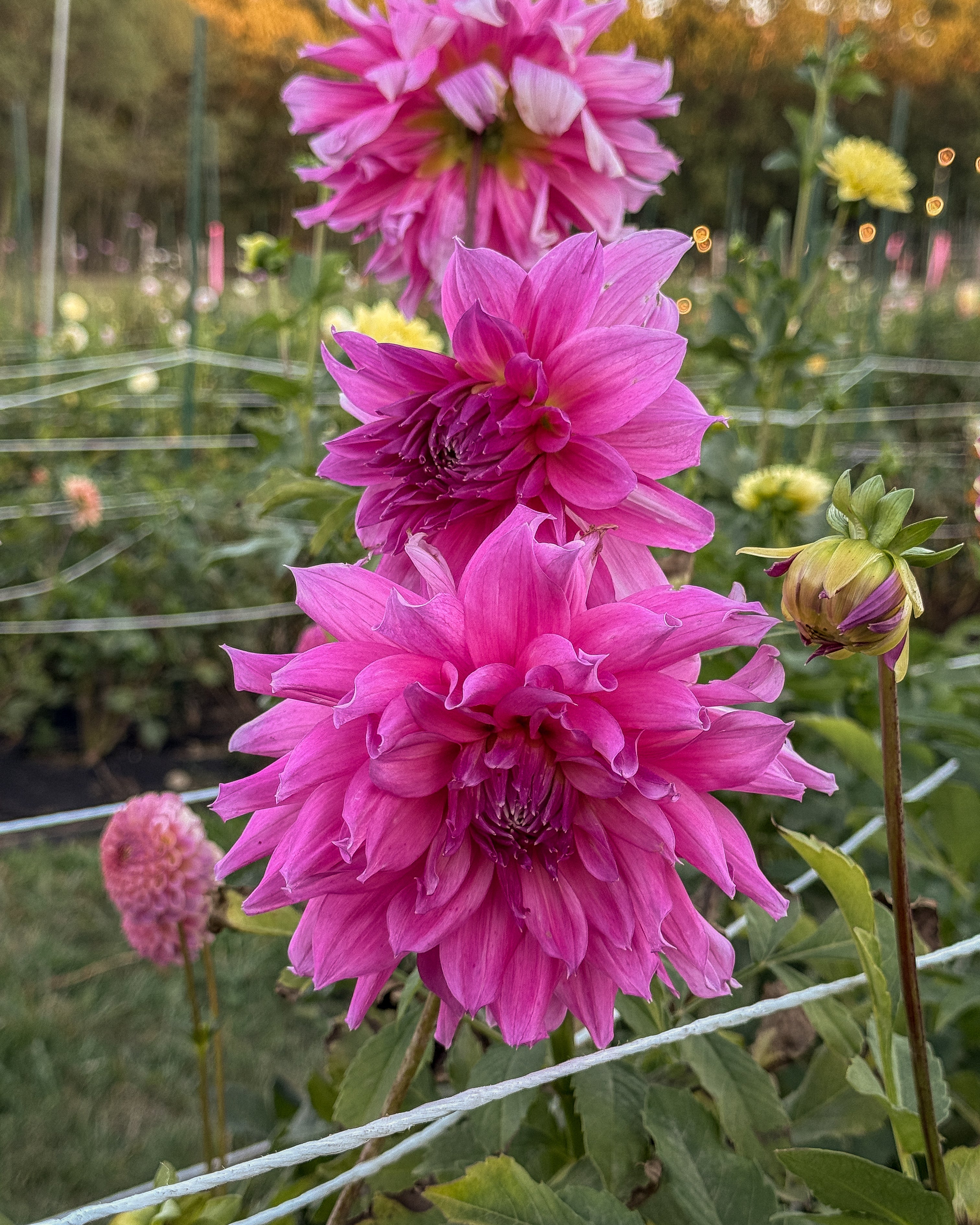 Three pink dahlias in a garden setting with blurred background