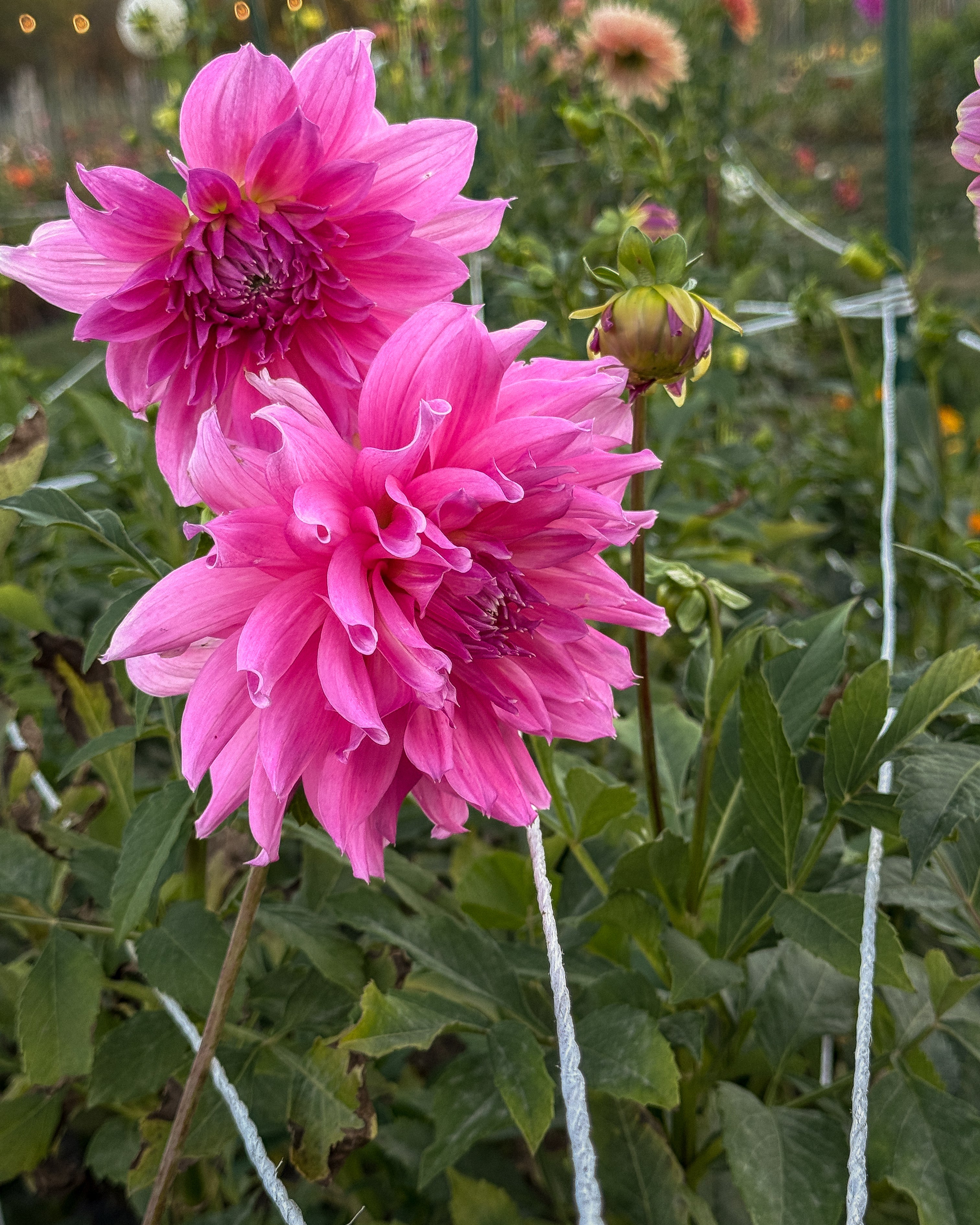 Two pink dahlias with green leaves in a garden setting