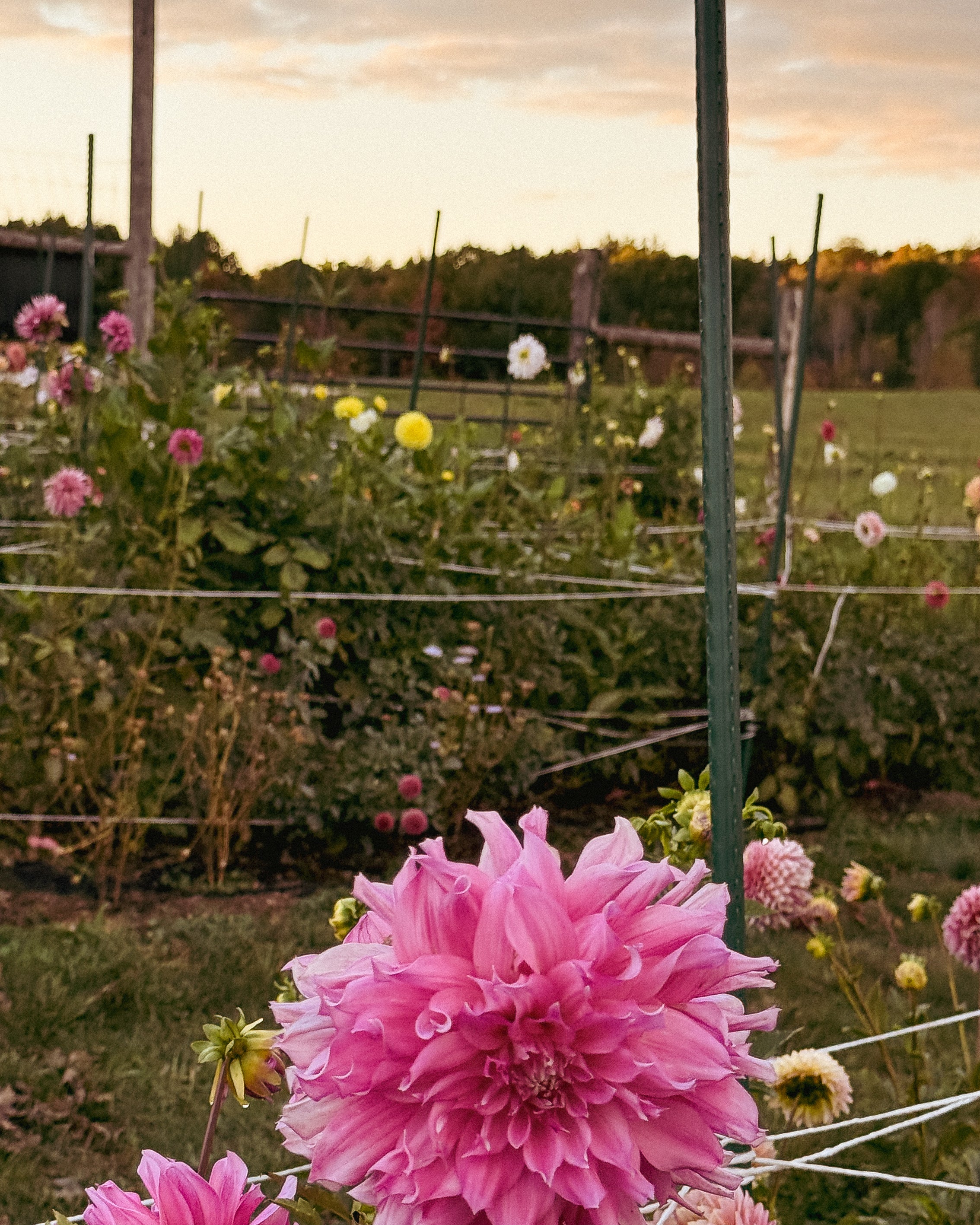 Pink dahlias in a garden with a sunset sky