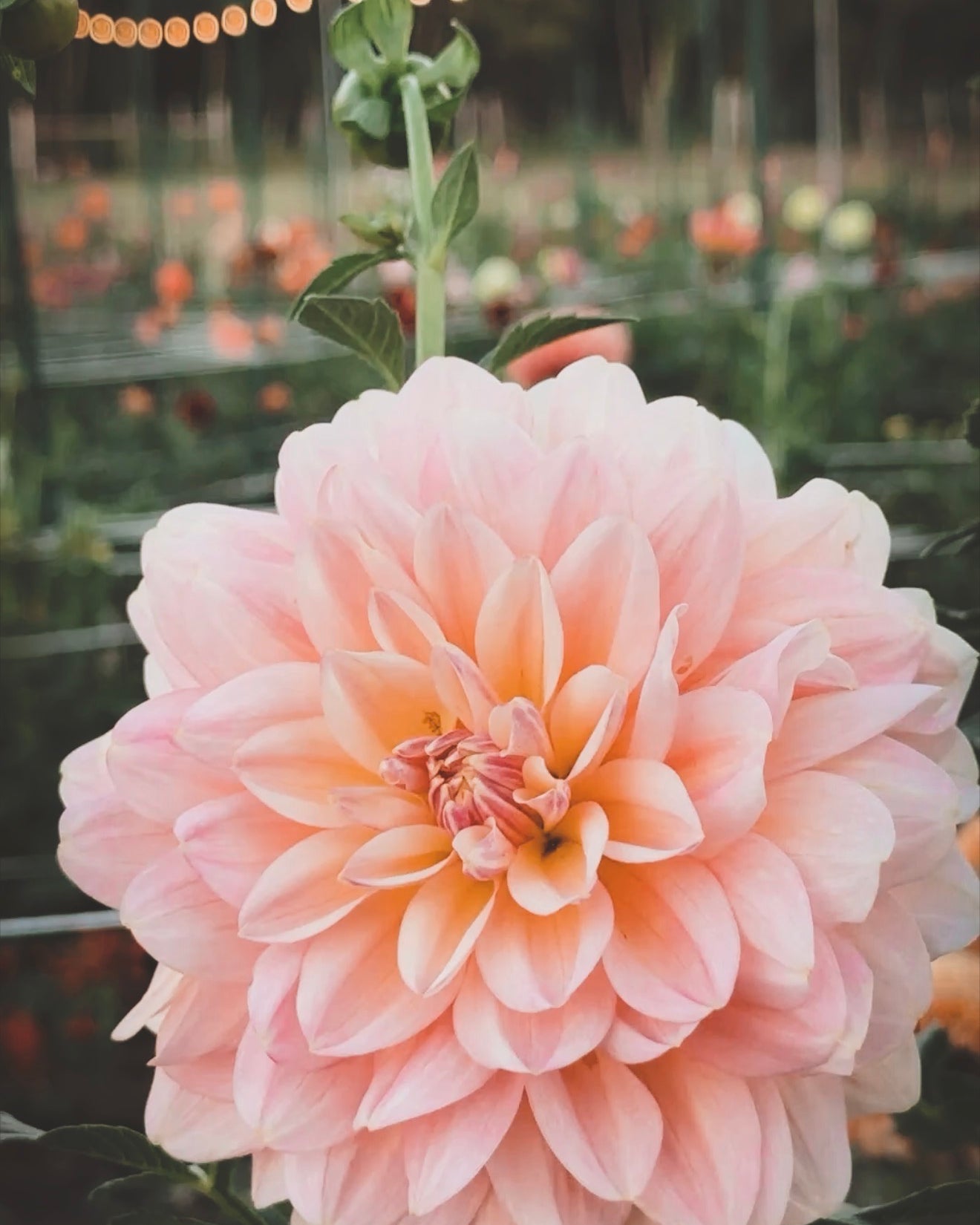 Large pink flower with a blurred garden background