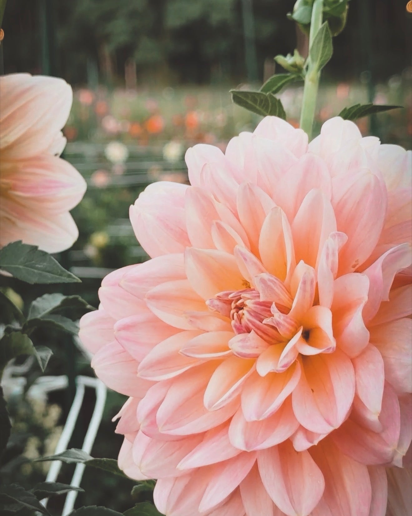 Close-up of a pink flower with a blurred garden background