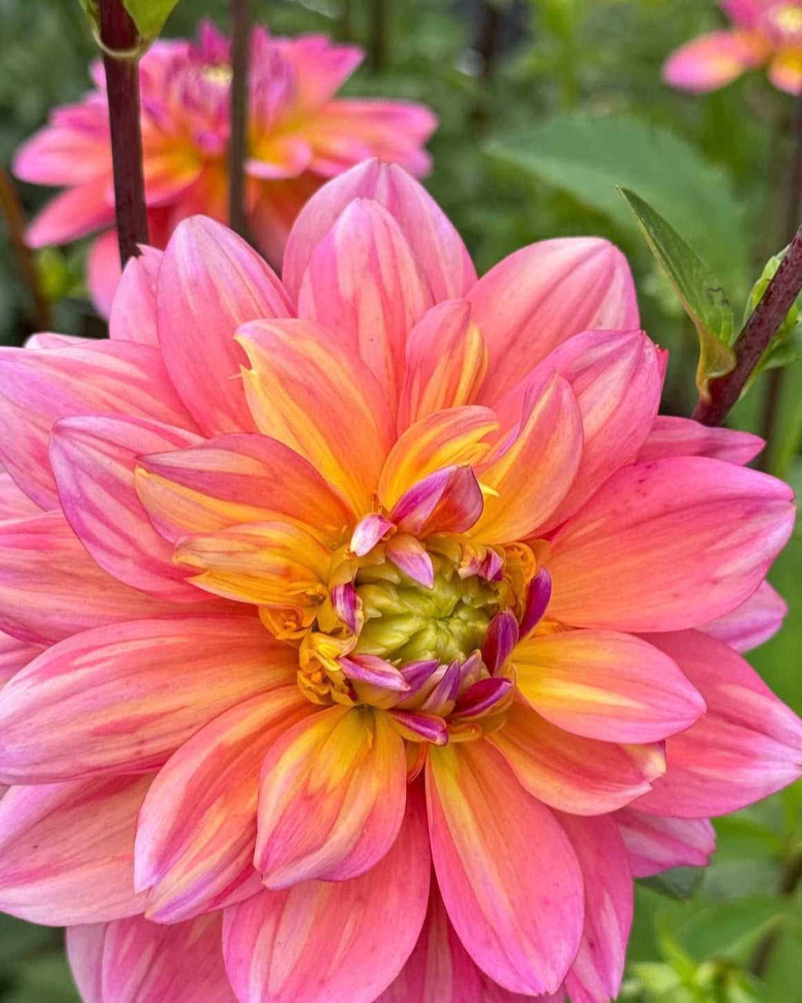 Close-up of a vibrant pink and yellow flower with green leaves in the background.