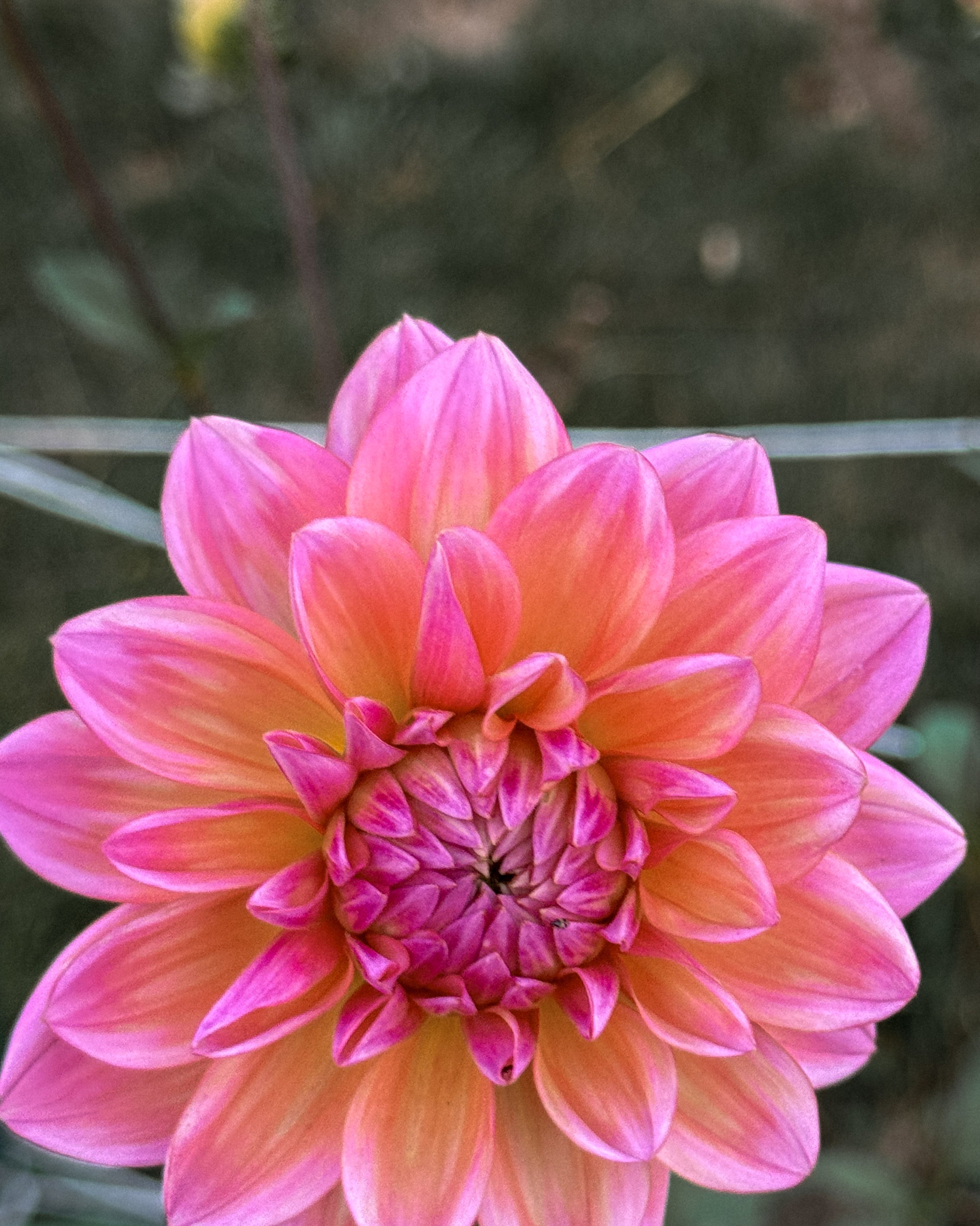 Close-up of a pink flower with a blurred natural background