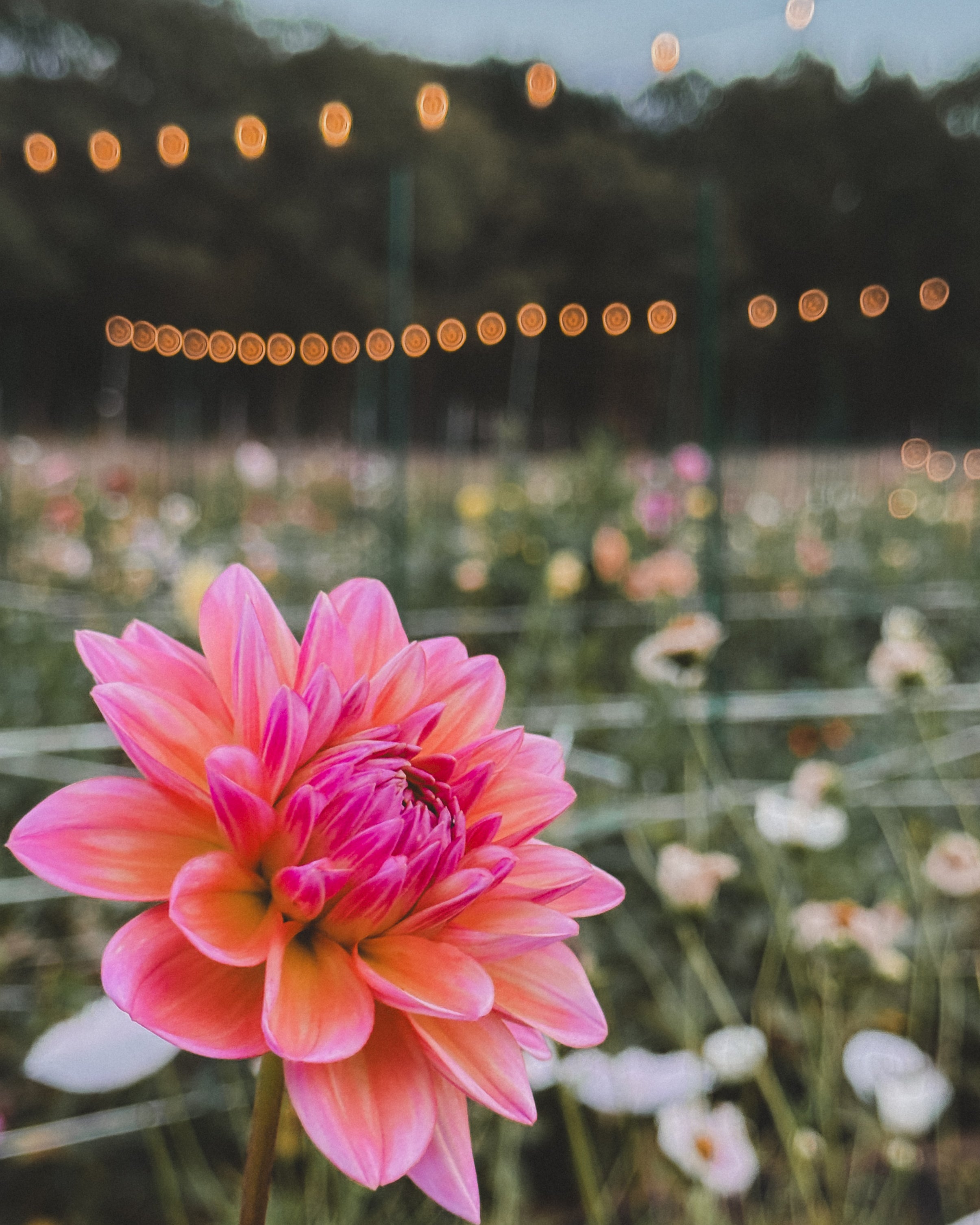 Close-up of a pink flower with blurred string lights and greenery in the background