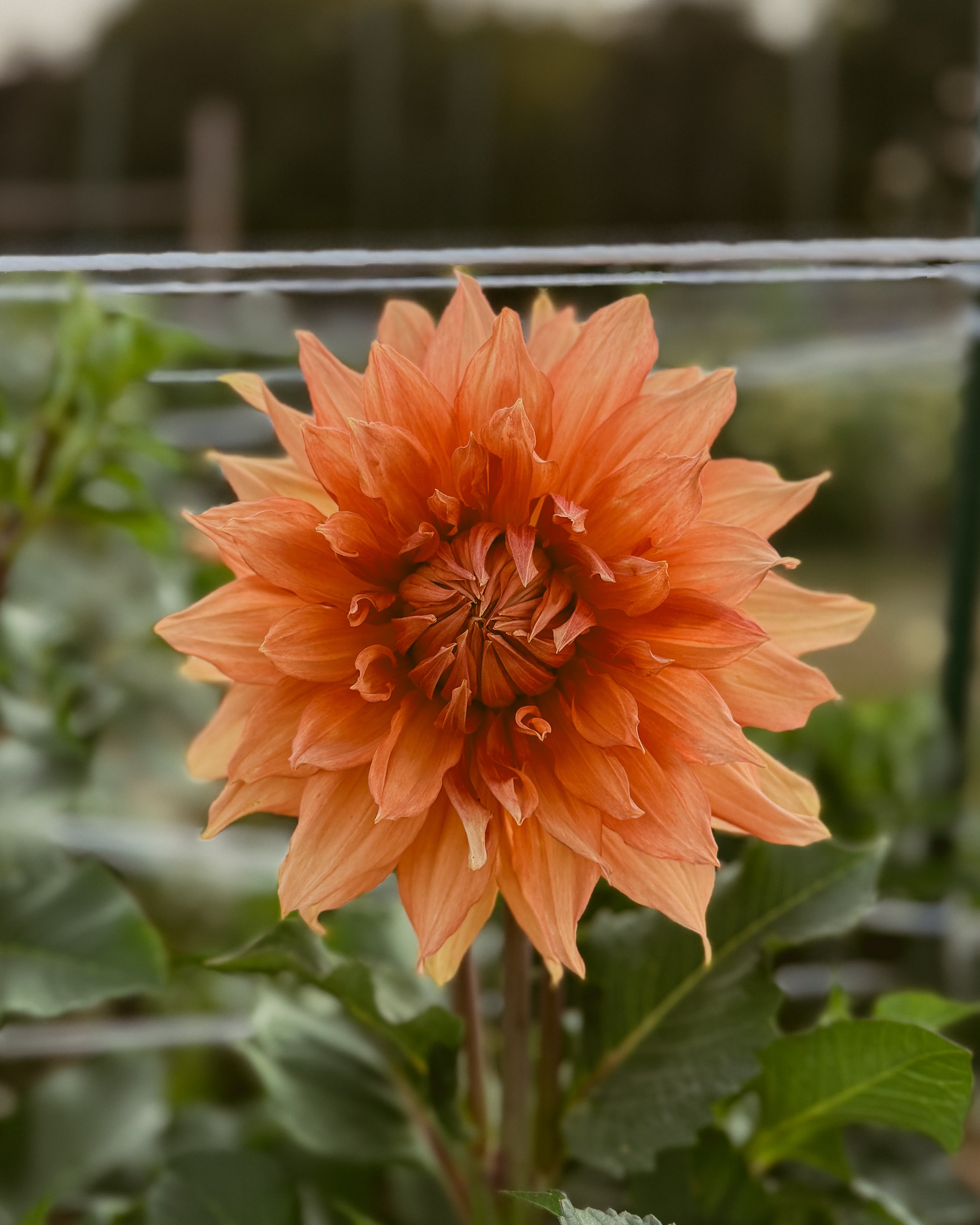 Orange dahlia flower with green leaves in a garden setting