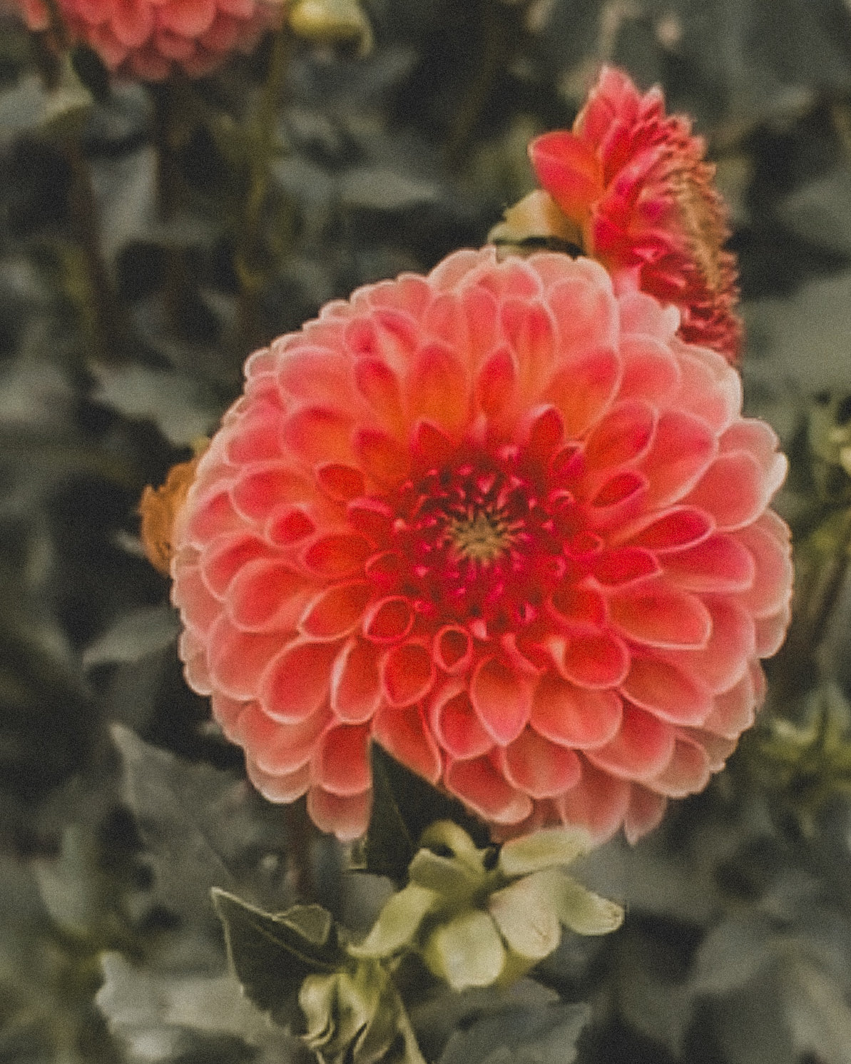 Close-up of a pink flower with green leaves in the background