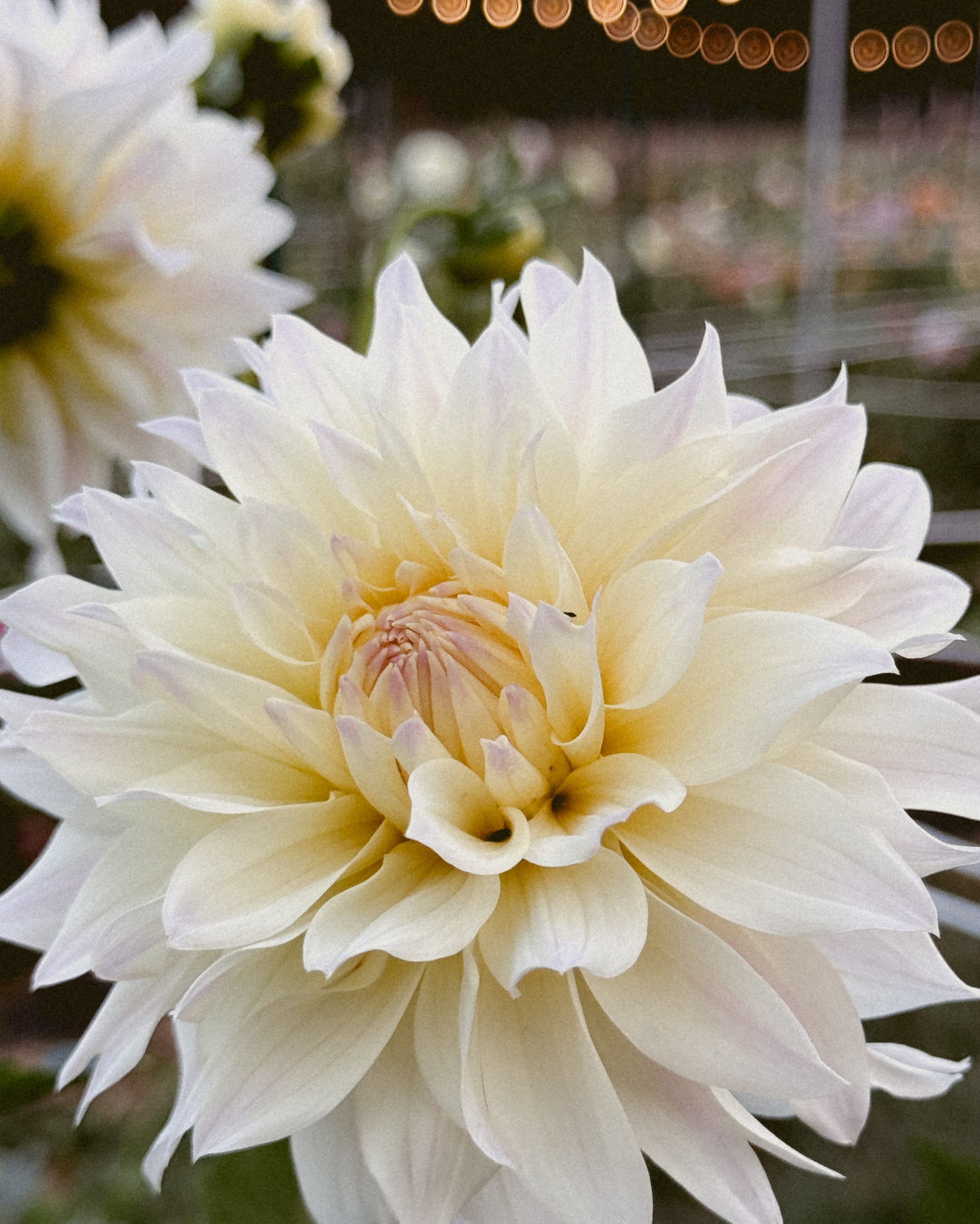 Close-up of a large white flower with blurred lights in the background