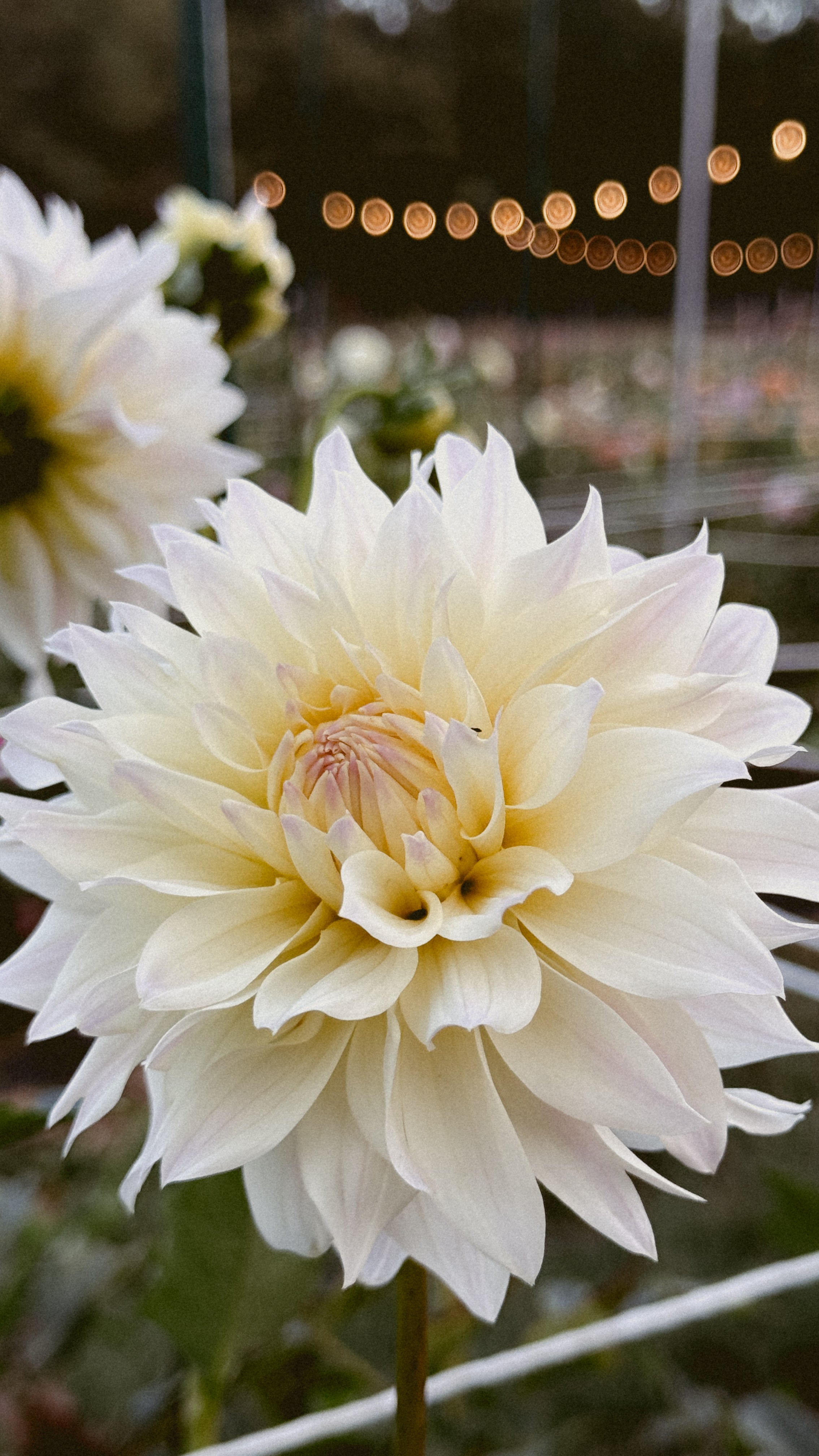 Close-up of a large white flower with blurred lights in the background