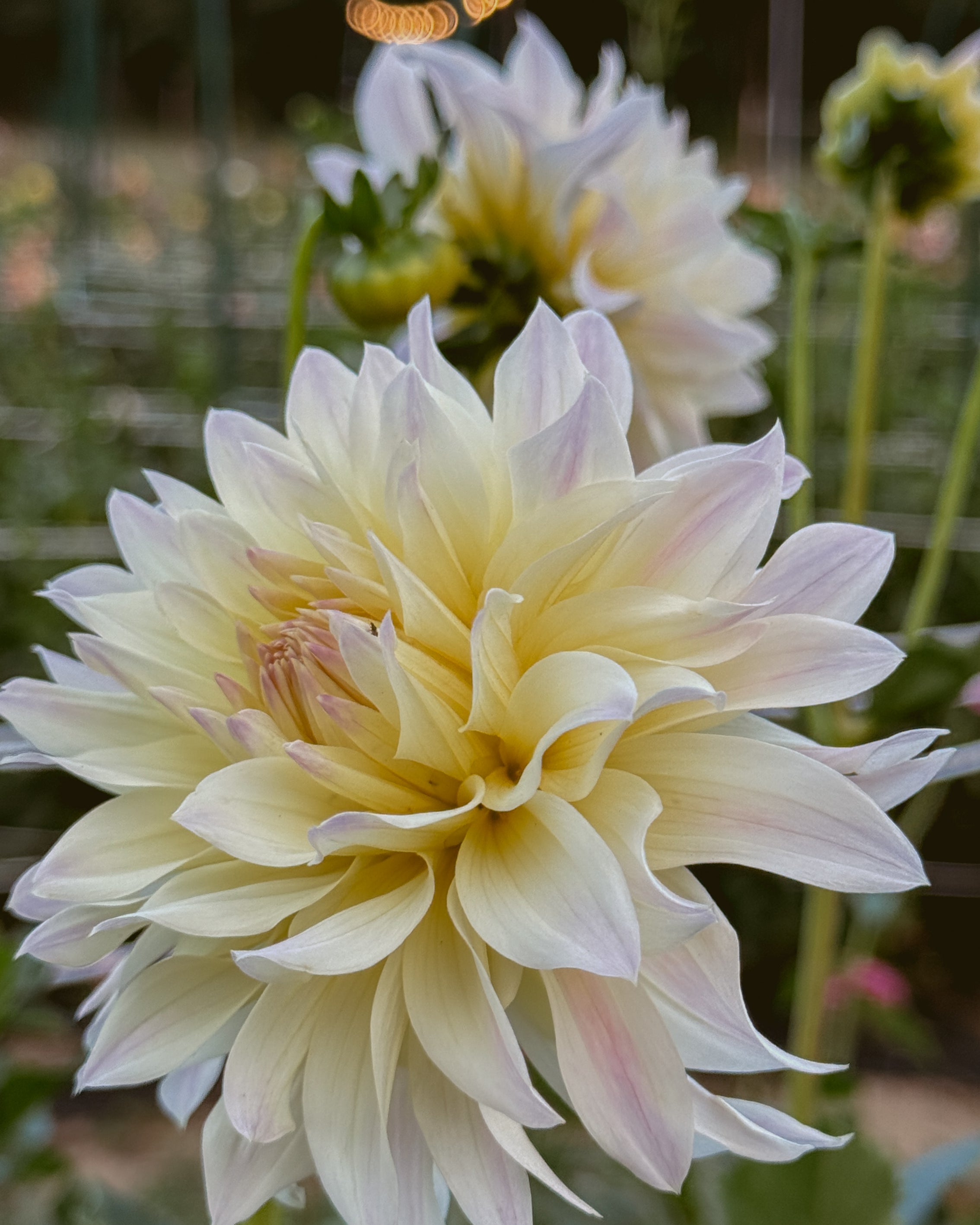 Large white flower with a blurred background of lights and greenery