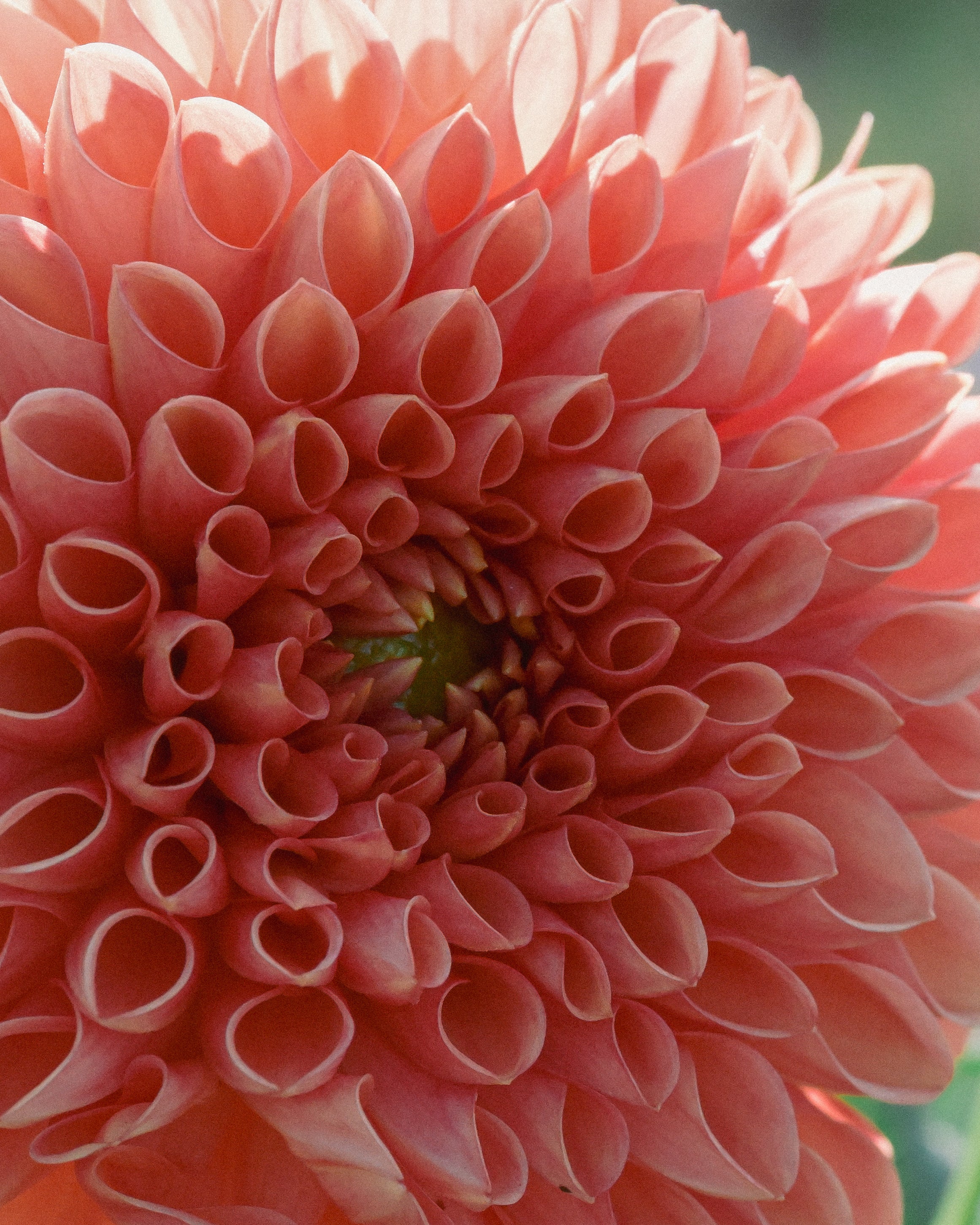 Close-up of a coral-colored flower with a blurred green background