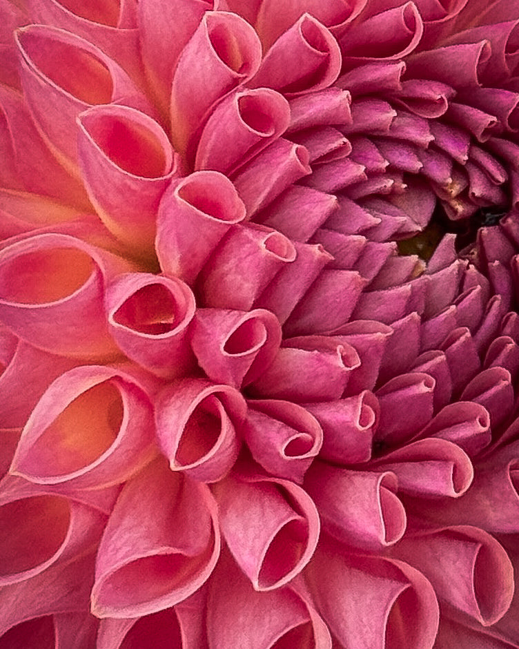 Close-up of a pink flower with detailed petal structure