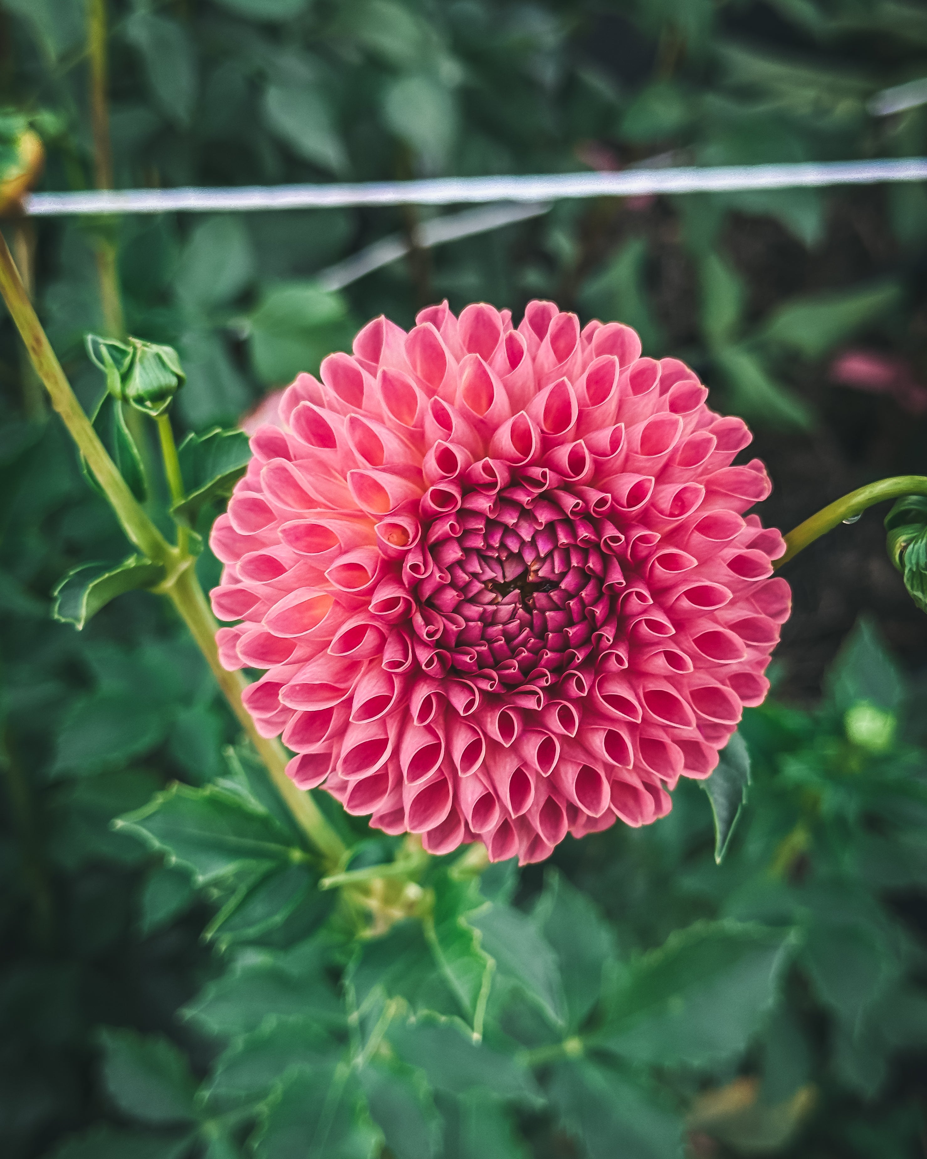 Close-up of a pink flower with green leaves in the background