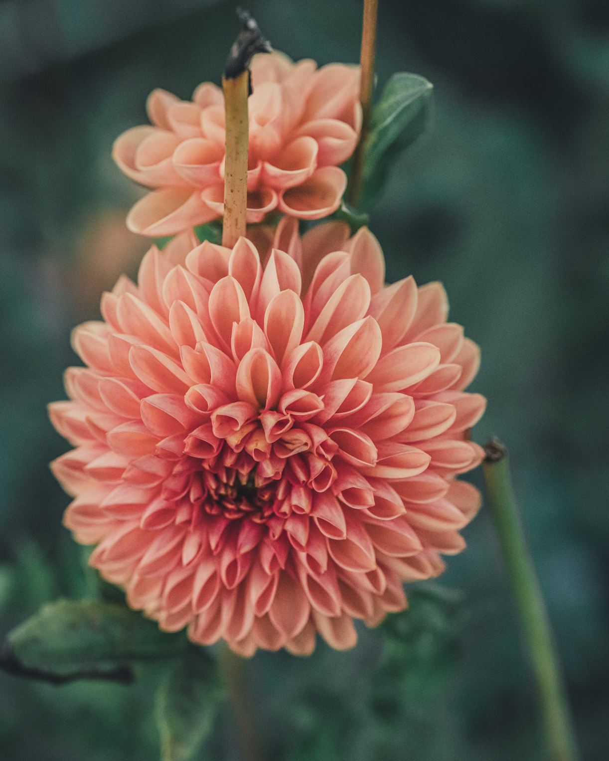 Close-up of a pink flower with a blurred green background