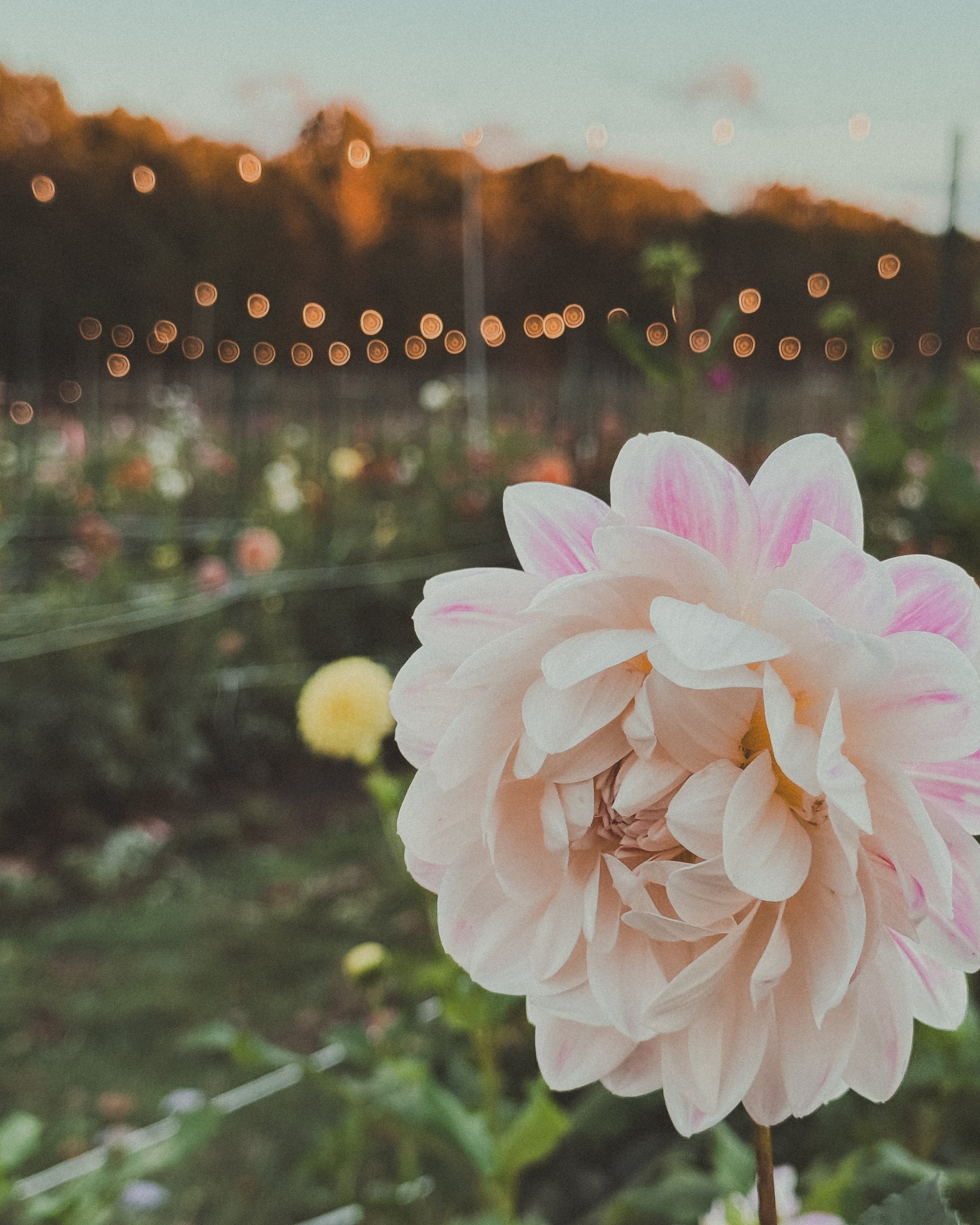 Close-up of a pink flower with a blurred garden background