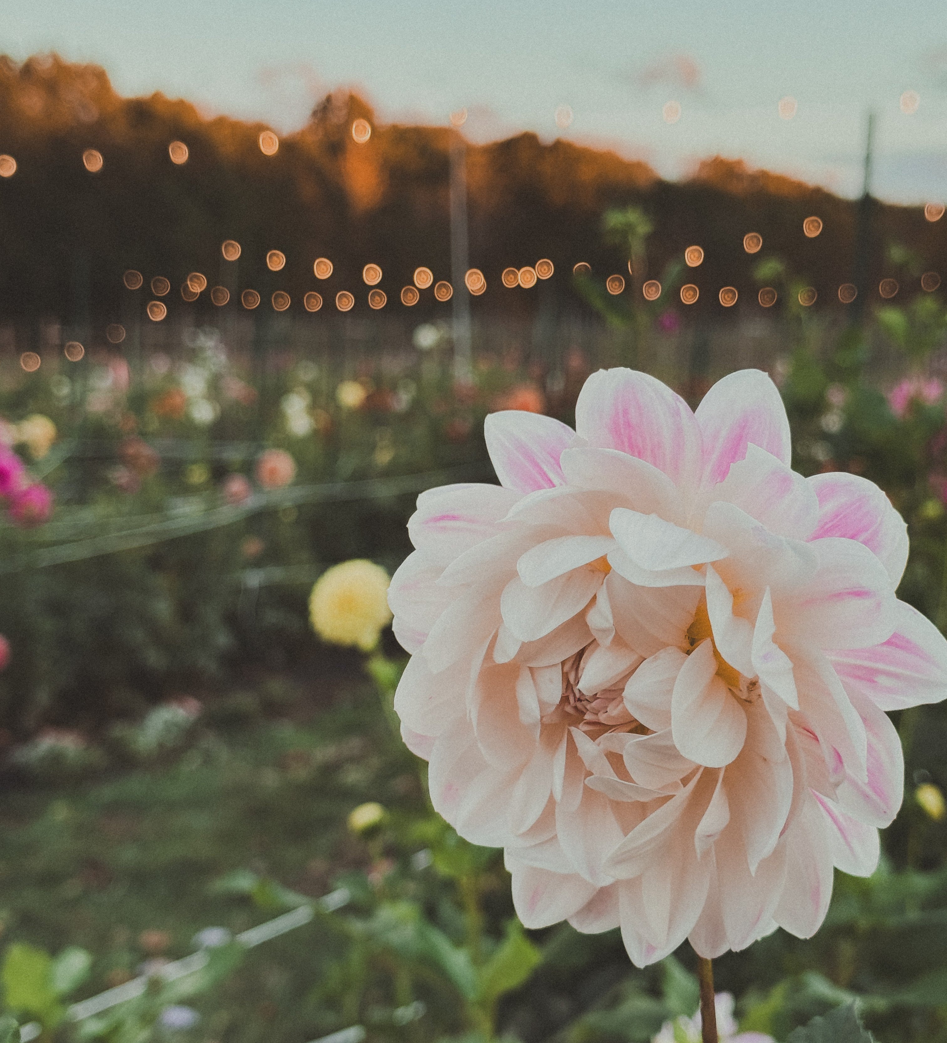 Close-up of a pink flower with a blurred garden background