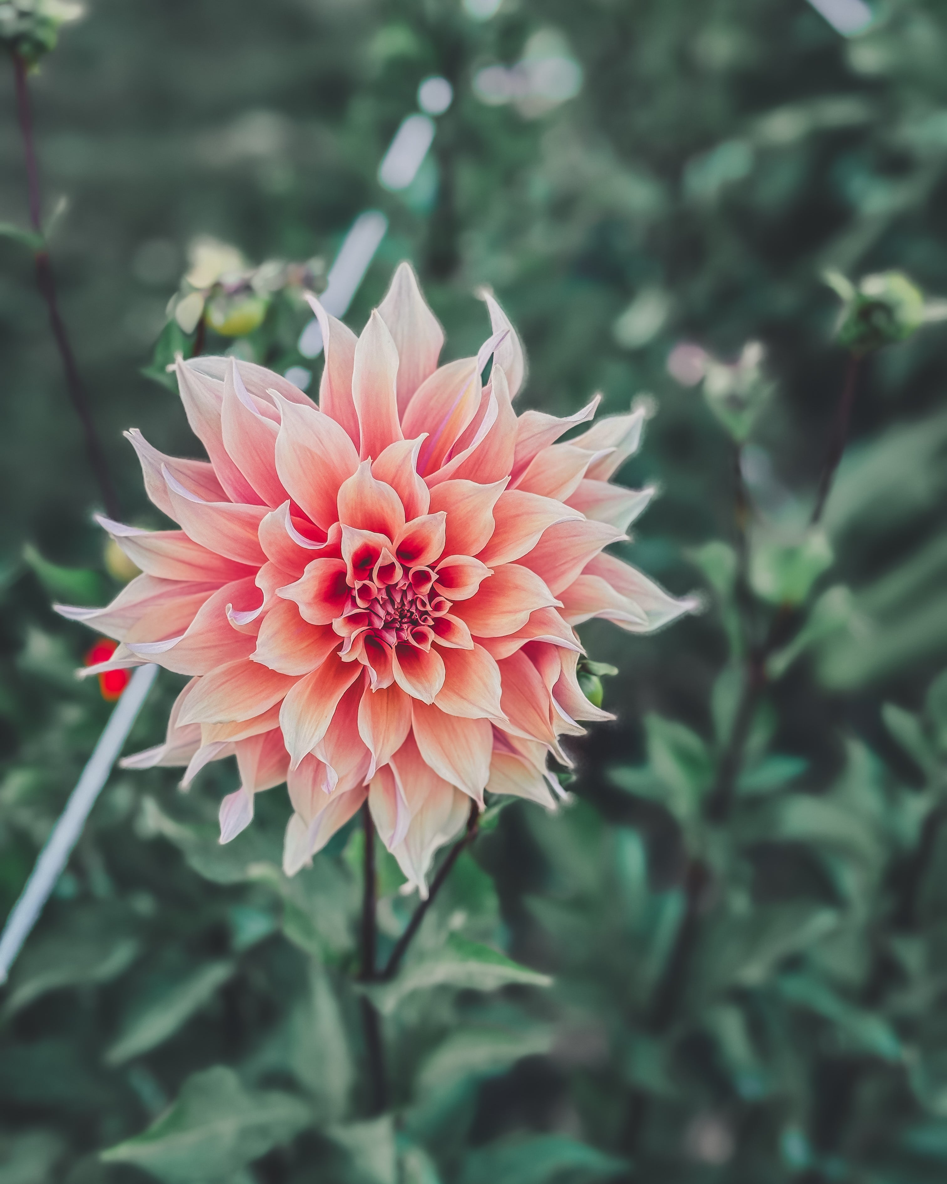 Pink flower with a blurred green background
