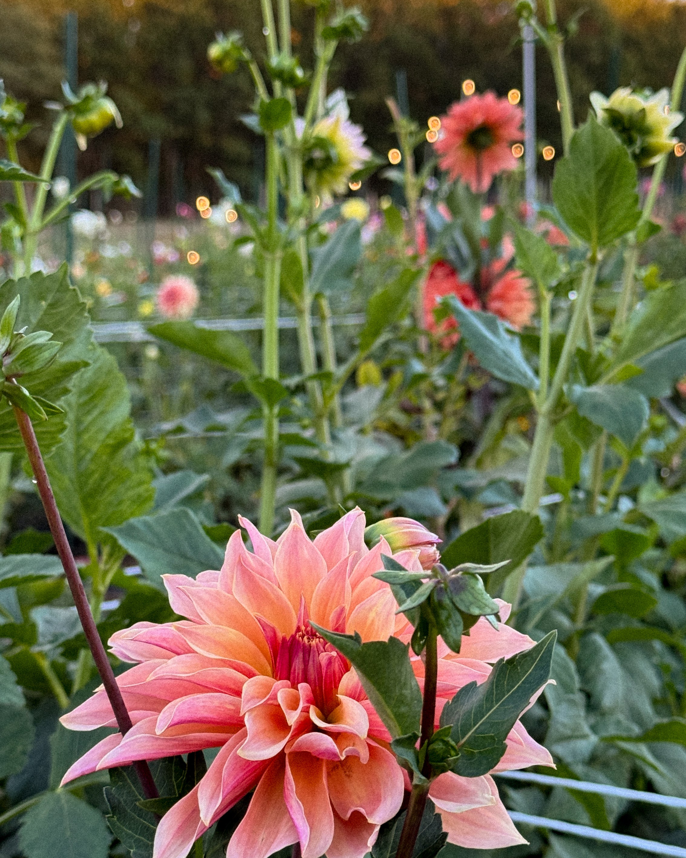 Pink dahlia flower in a garden with green leaves and other flowers in the background.