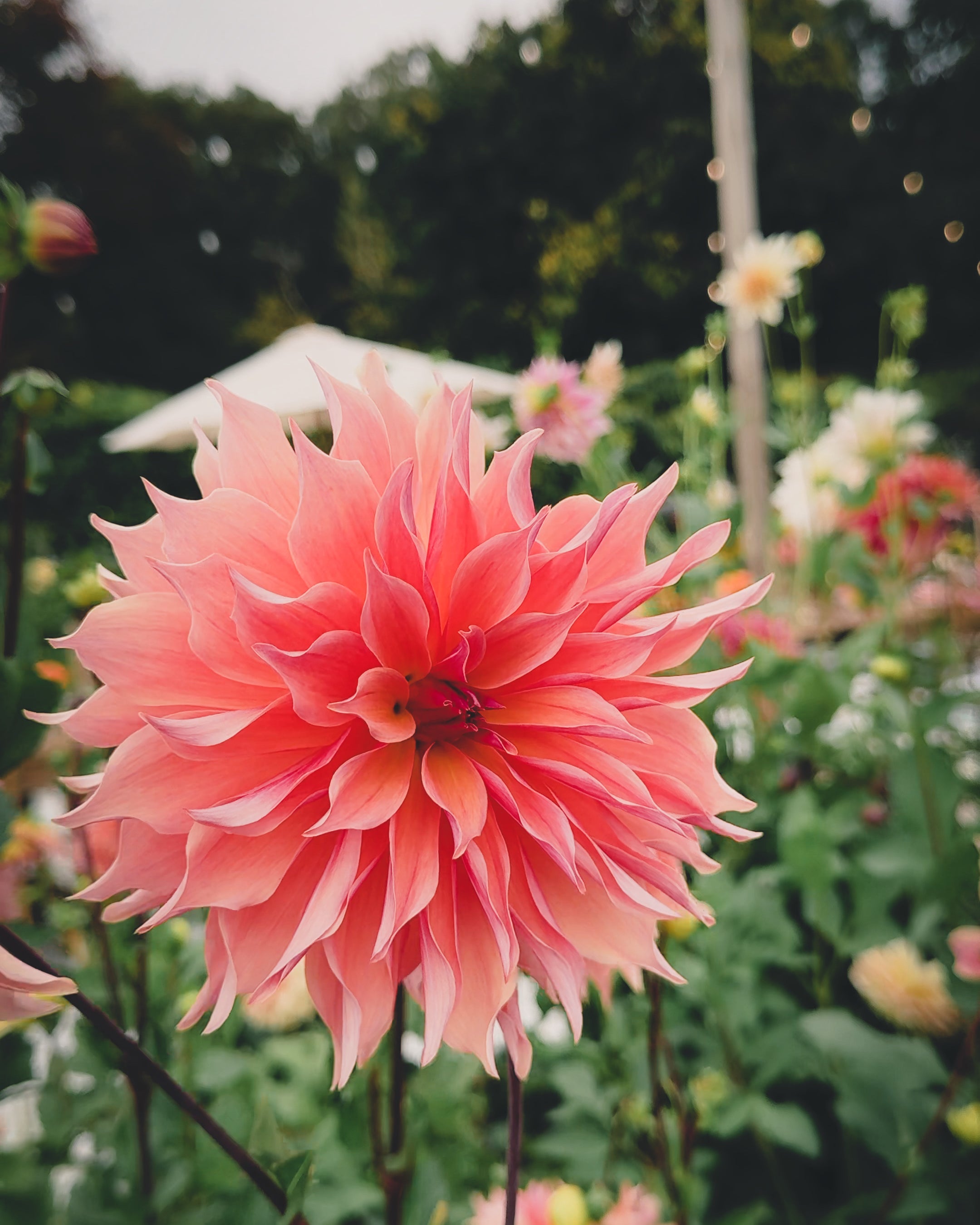 Pink flower in a garden with blurred background