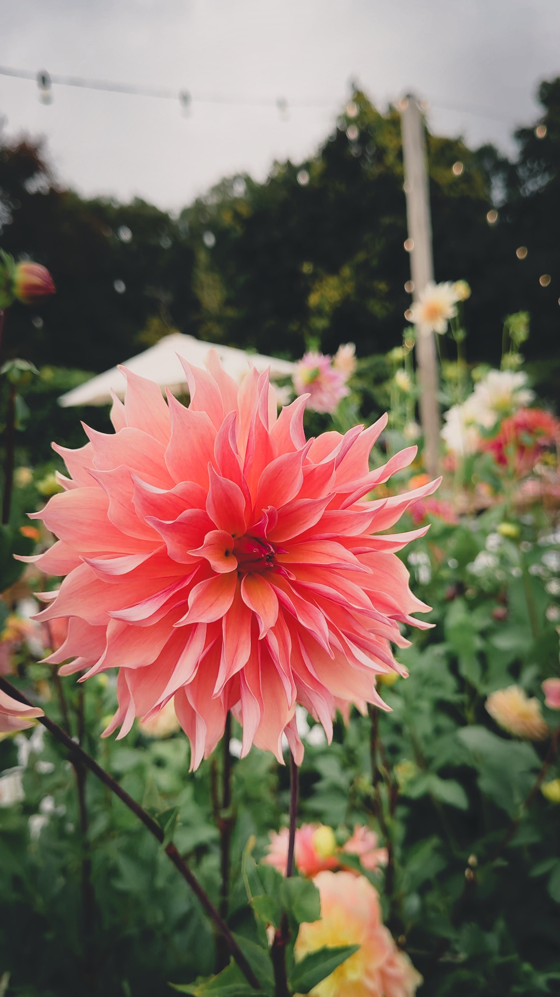 Pink flower in a garden with blurred background