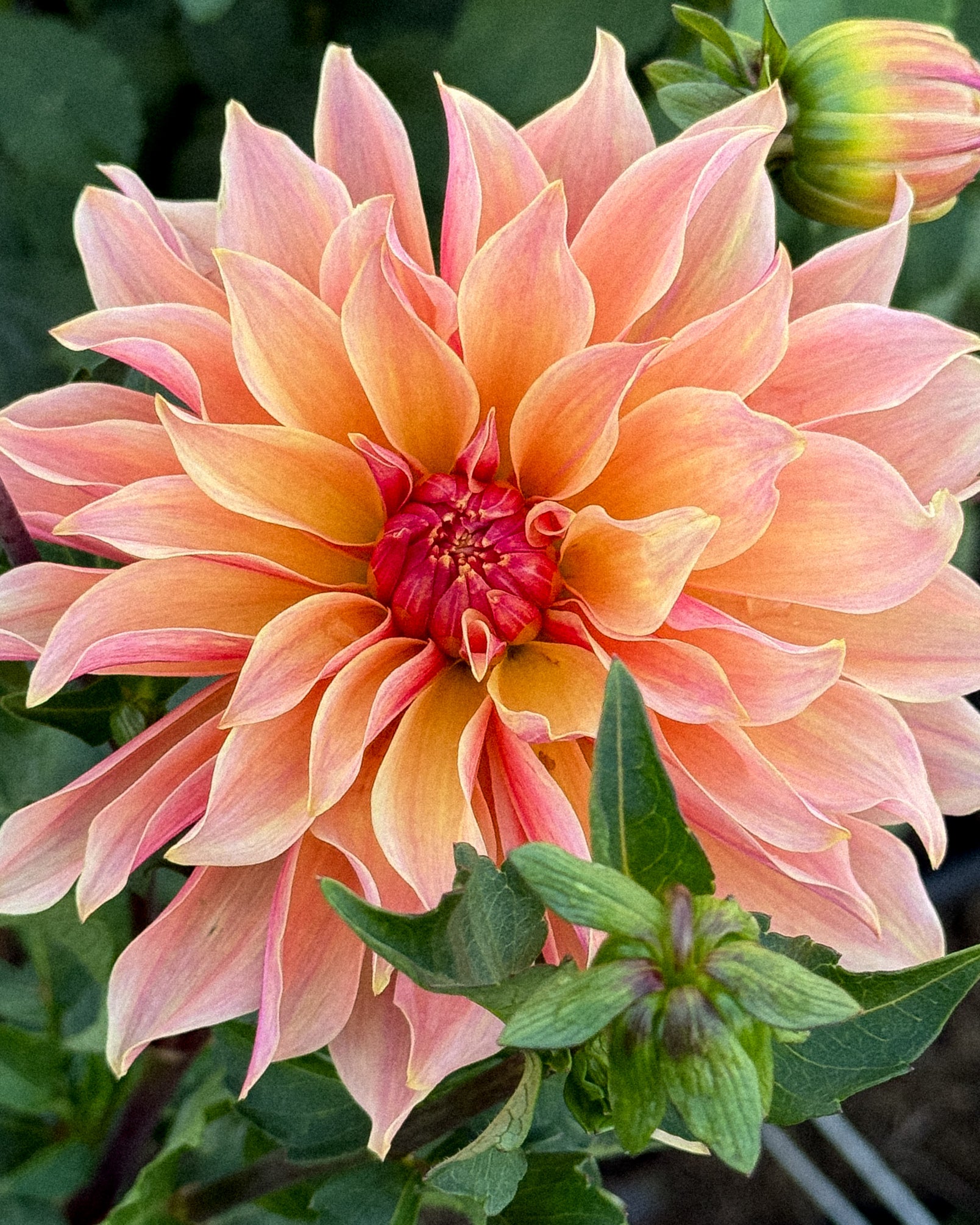 Pink dahlia flower with green leaves in the background