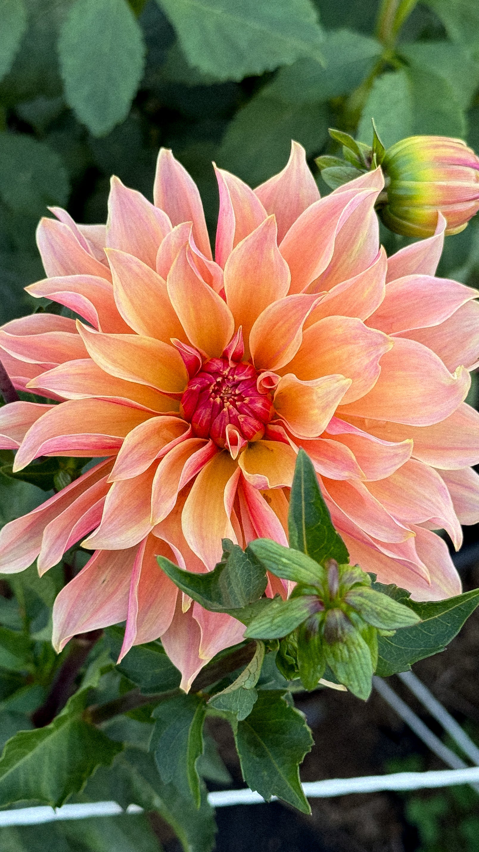 Pink dahlia flower with green leaves in the background