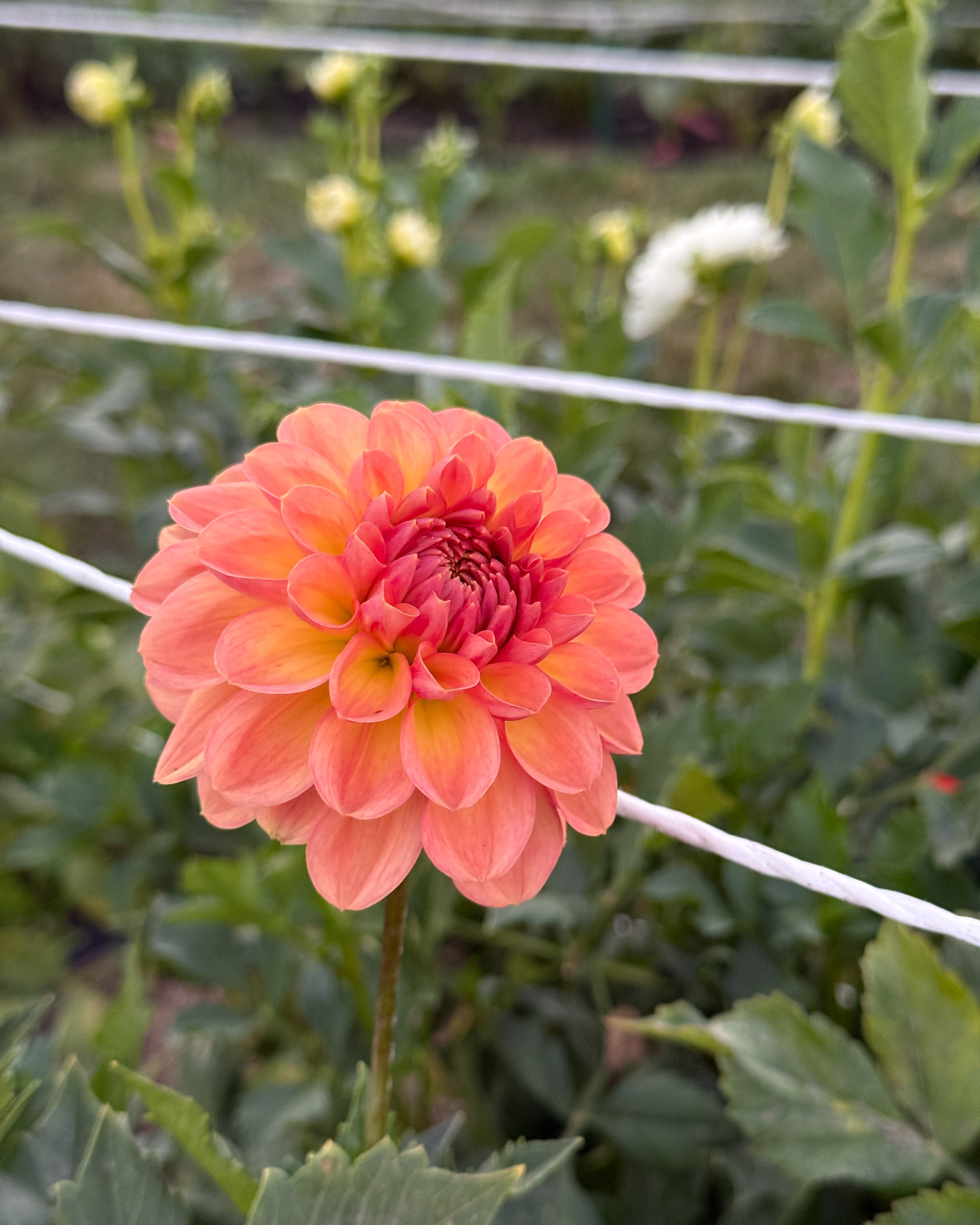 Peach-colored flower with green leaves in the background