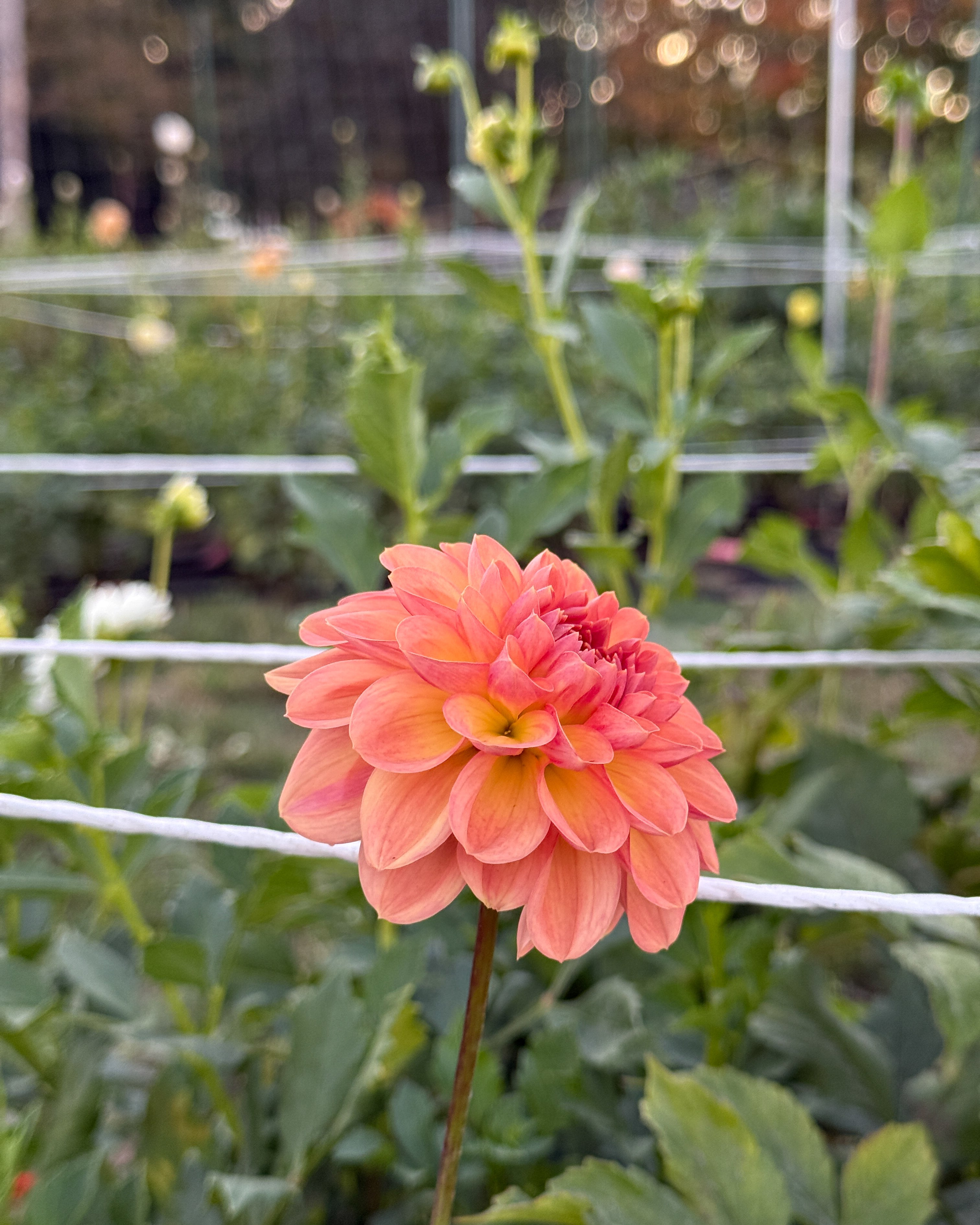 Peach-colored flower in a garden setting with greenery and a fence.