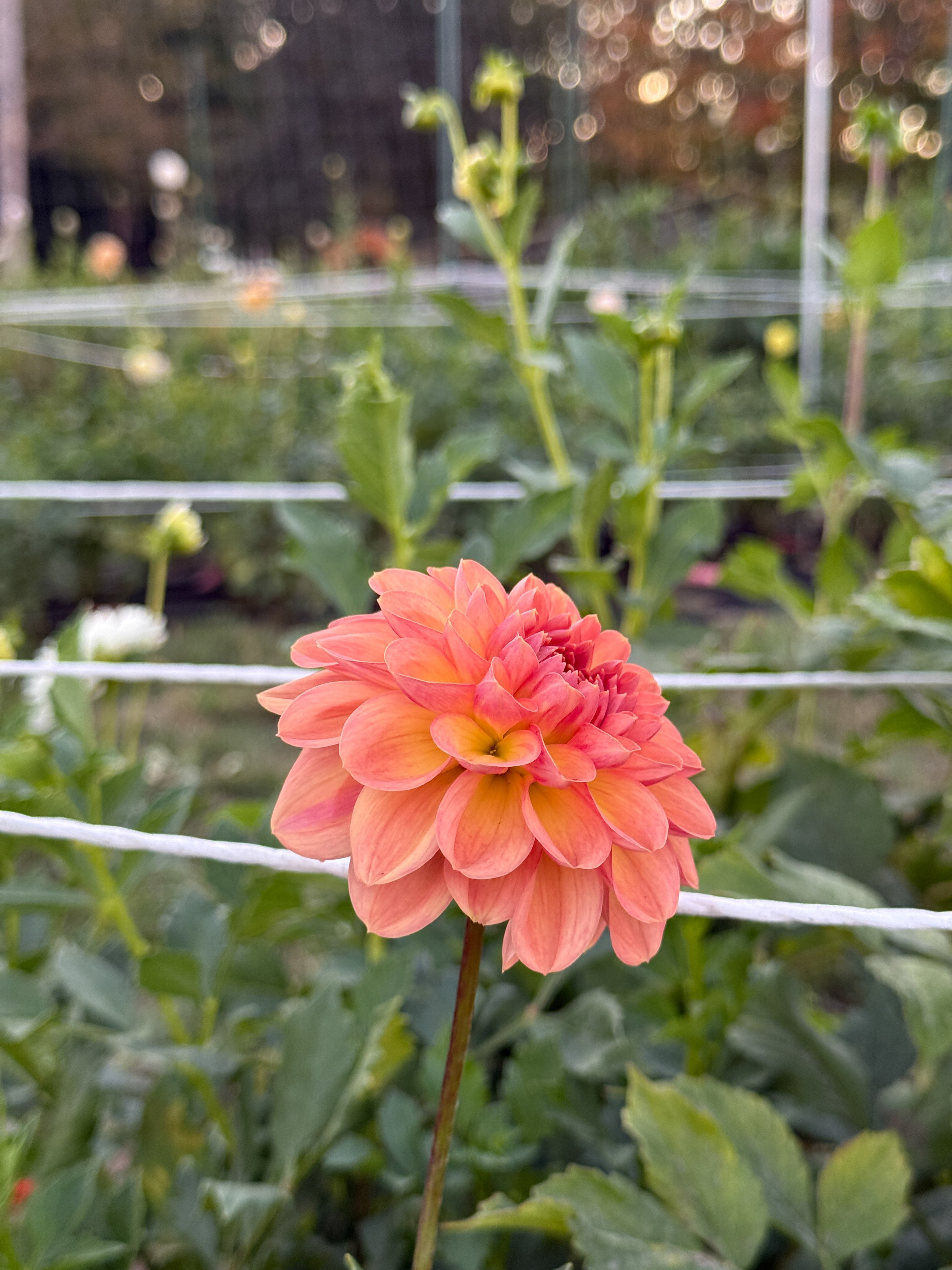 Peach-colored flower in a garden setting with greenery and a fence.